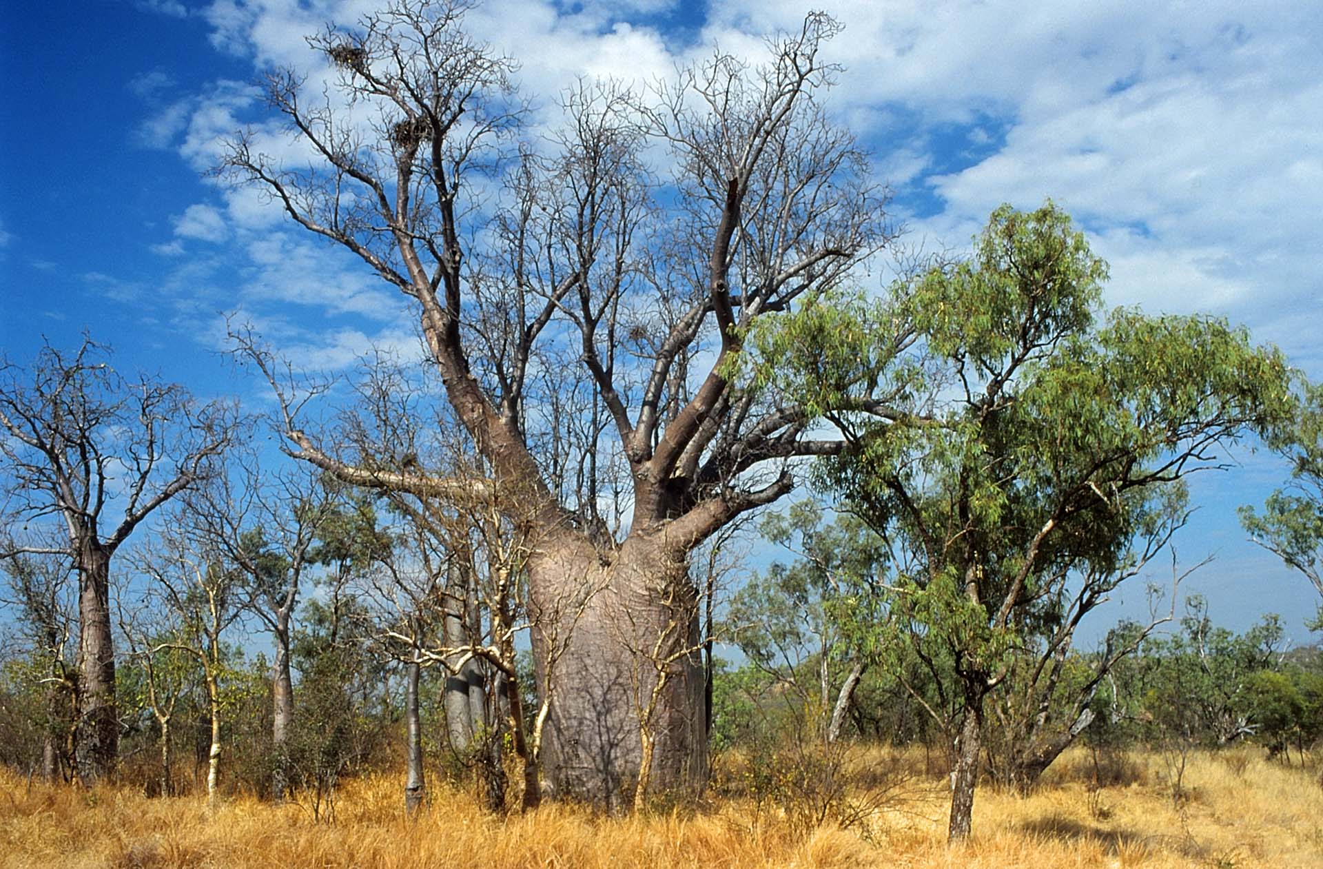 Baobabs (Affenbrotbaum) im Kimberley-Gebiet