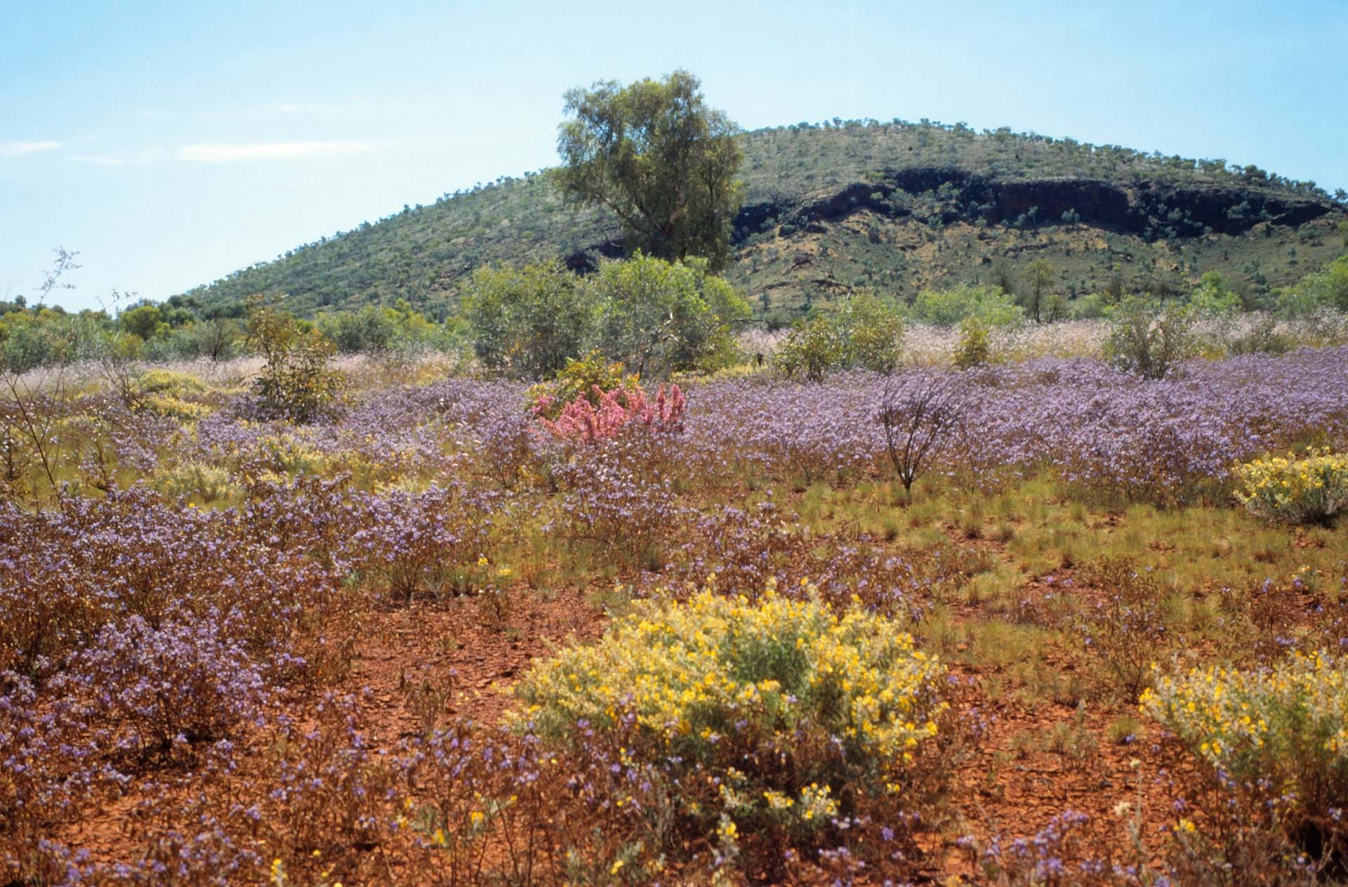 Frühjahrsblüte im nördlichen Westaustralien