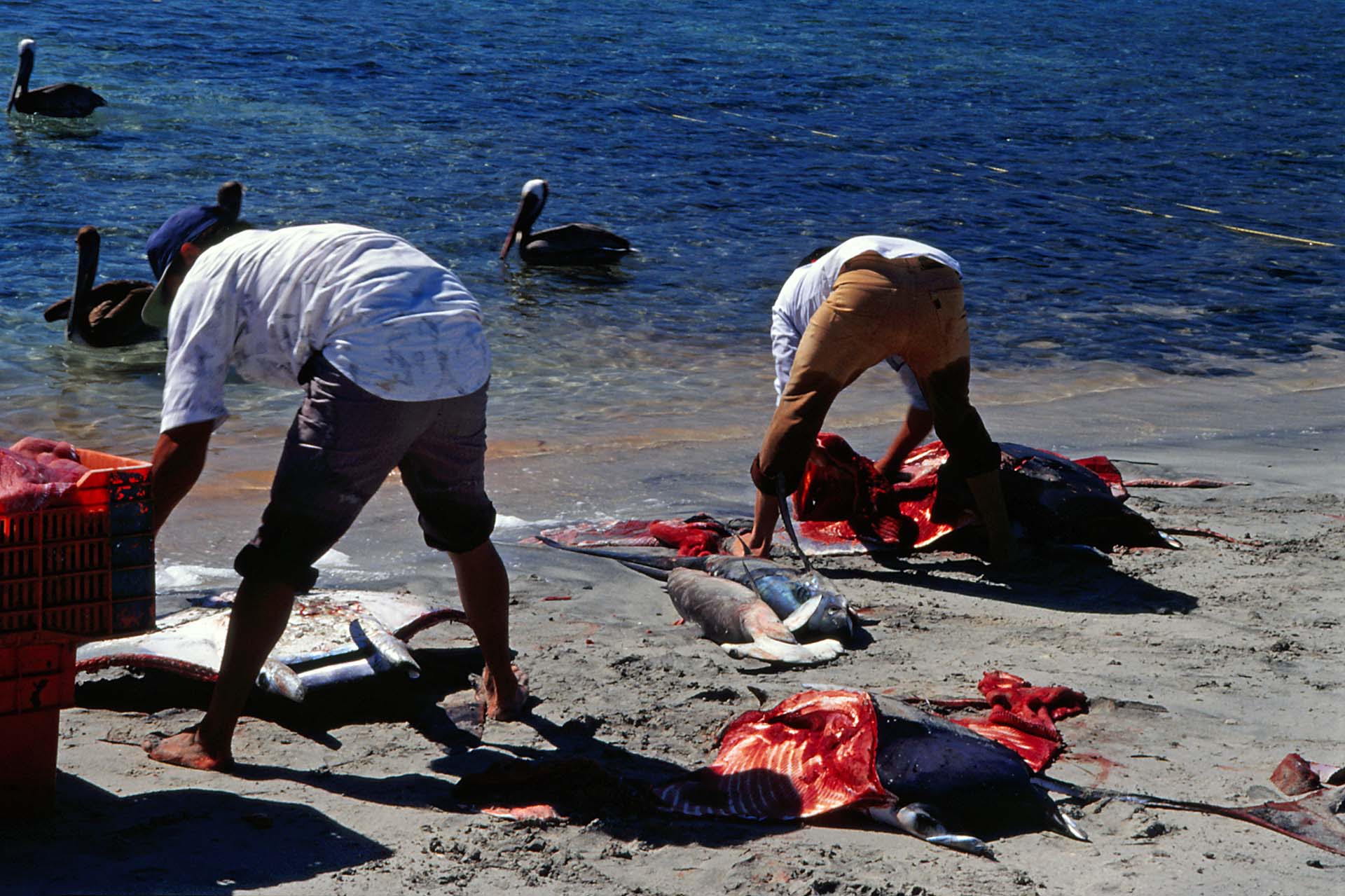 Ensenada de los Muertos - Das Ende eines Stachelrochens