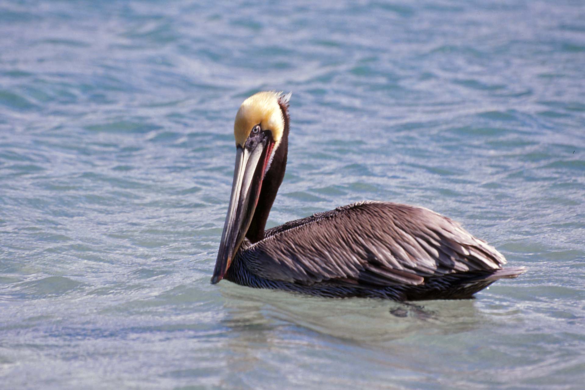 Die Pelikane gehören zu den Stränden der Baja