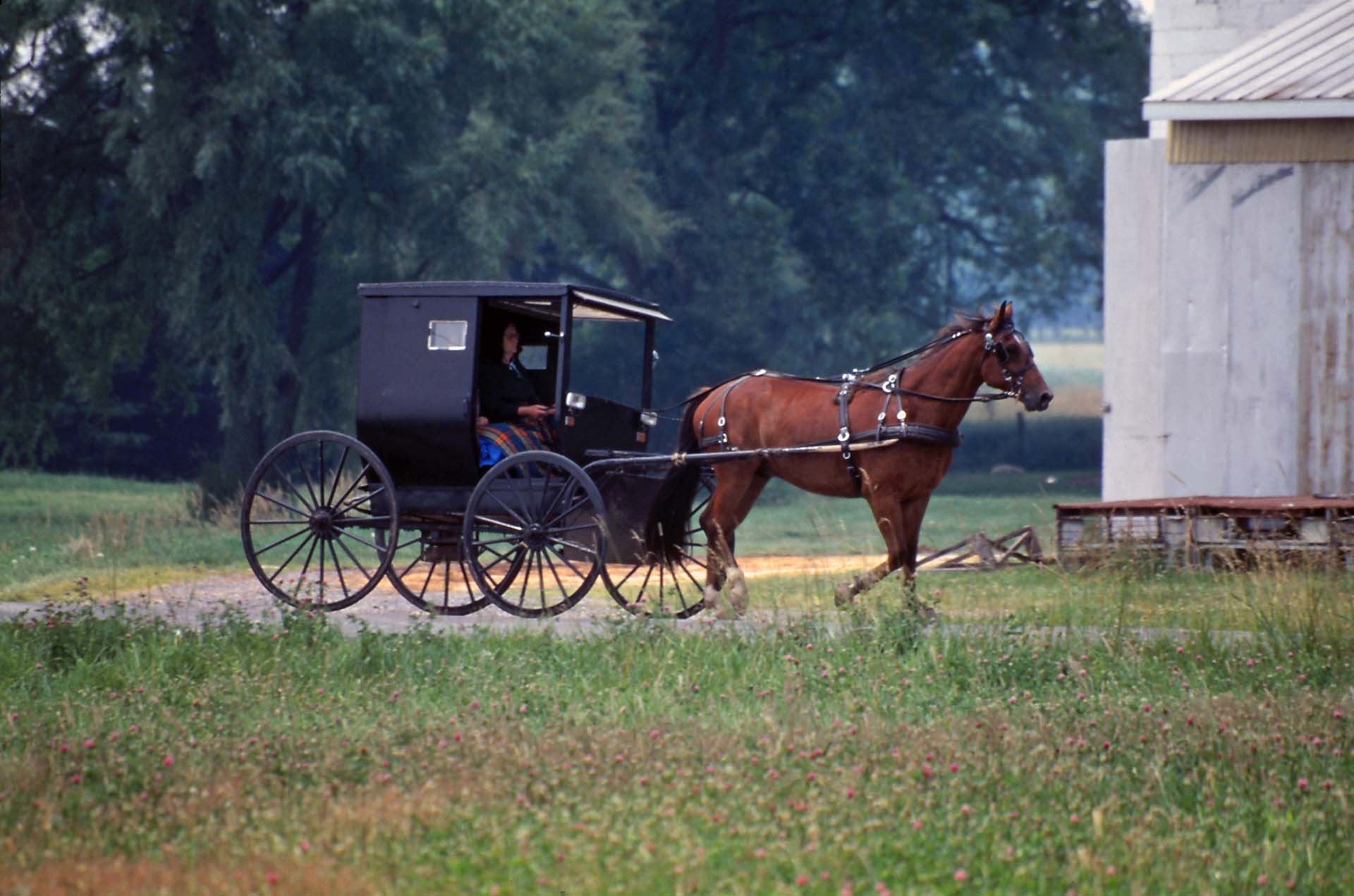 Maryland - Amish People kommen vom Kirchgang
