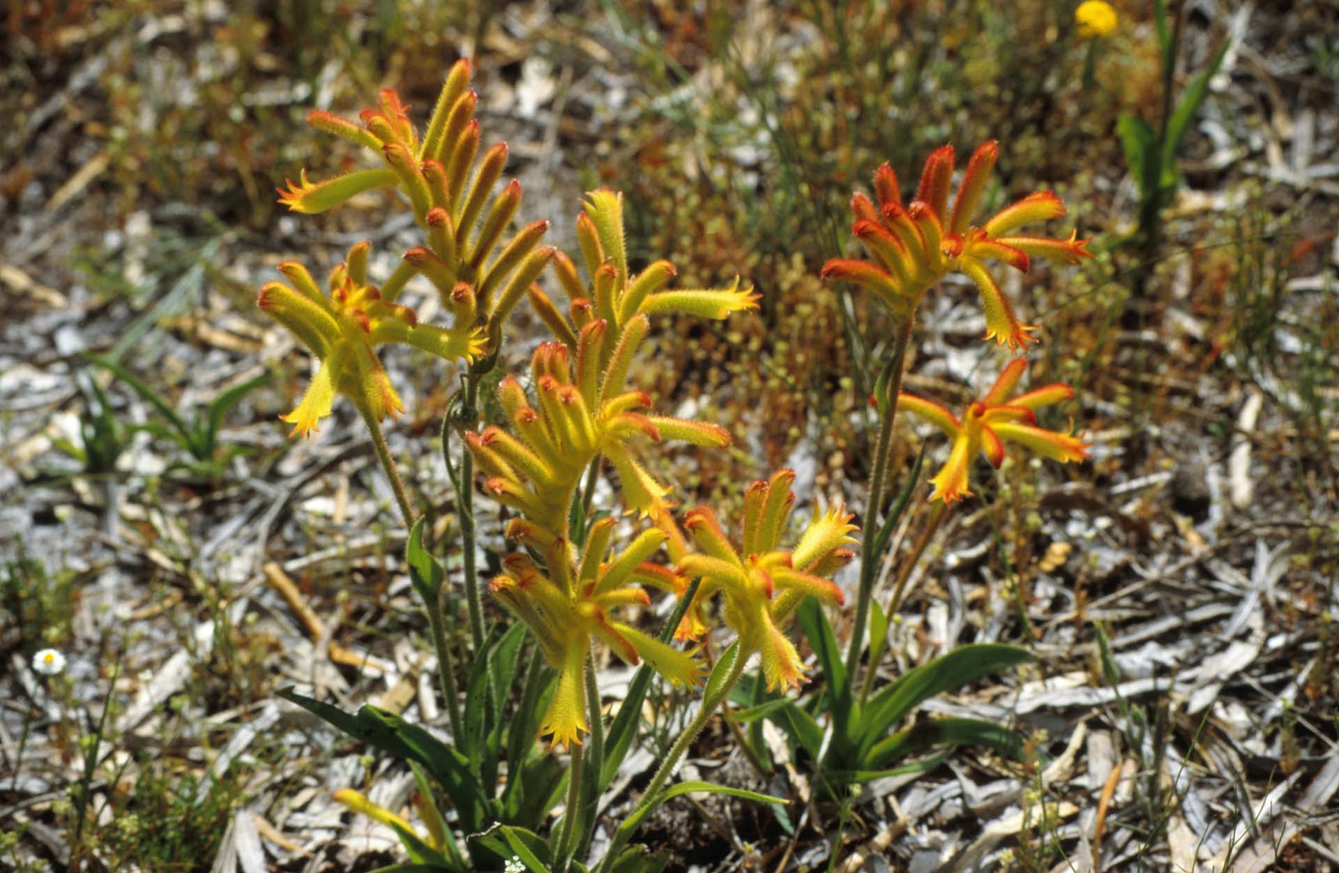 Frühjahrsblüte: Kängurupfote
