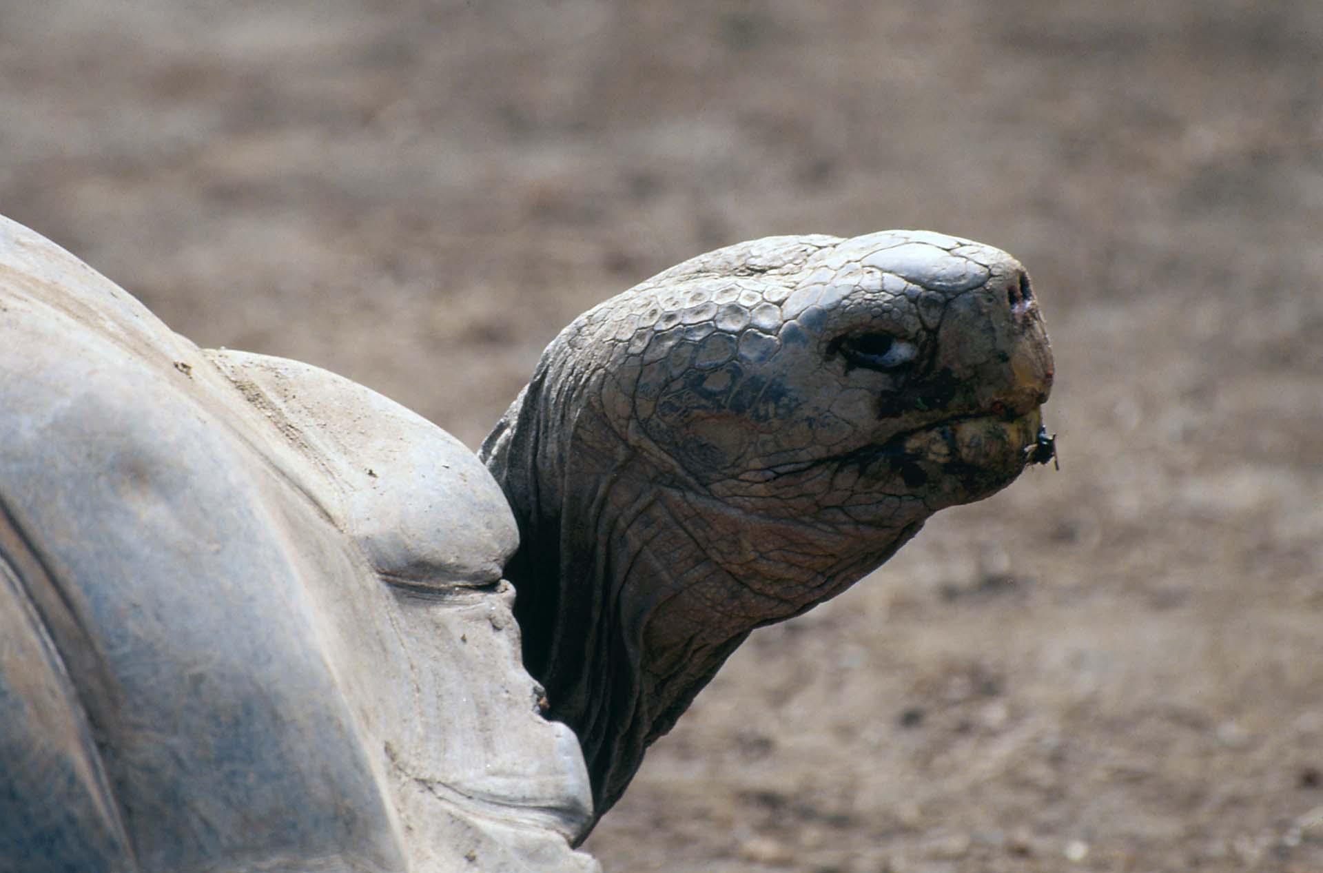 San Diego Zoo, Kalifornien - Schildkröten-Methusalem