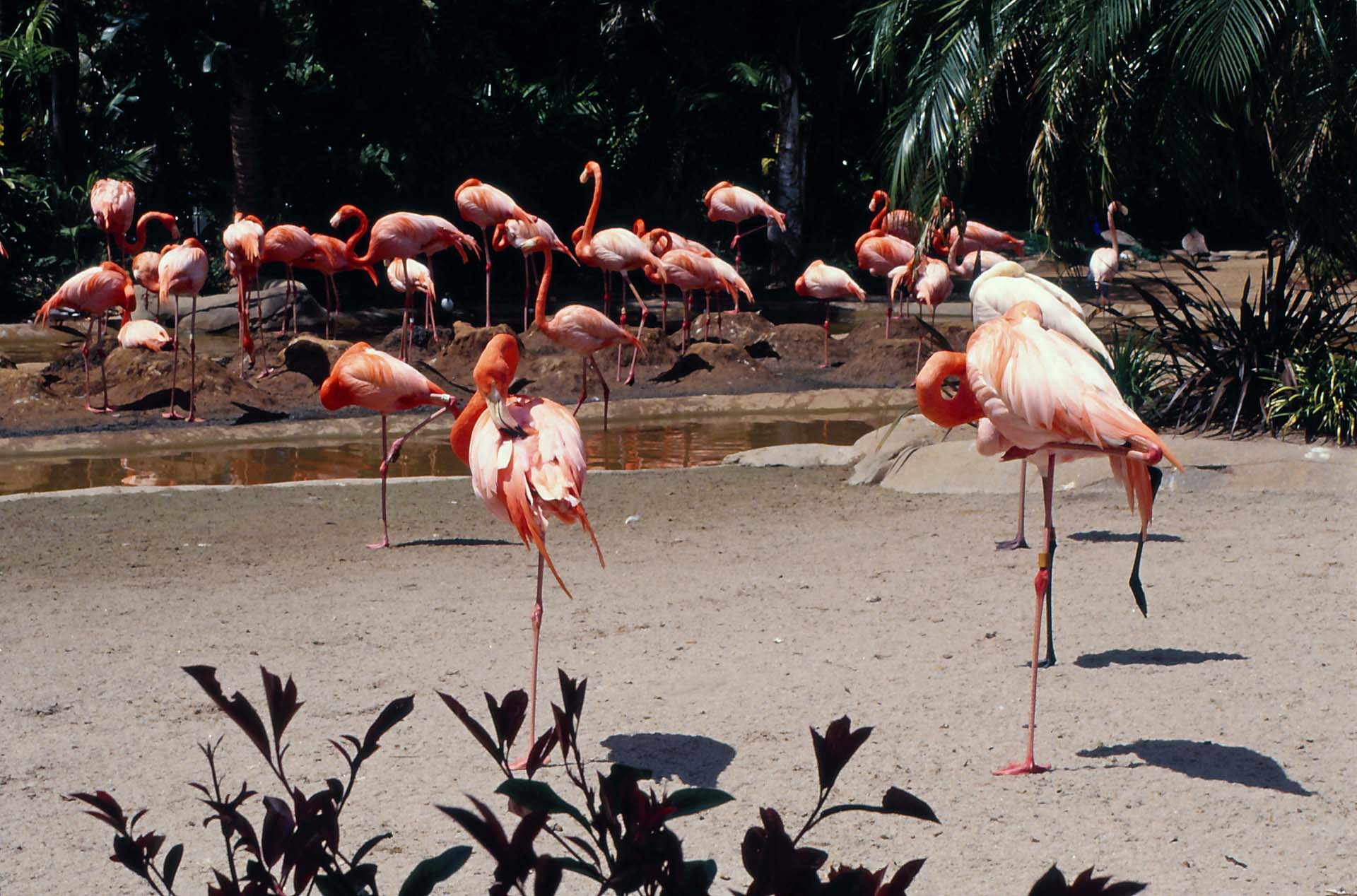 Flamingos im San Diego Zoo, Kalifornien