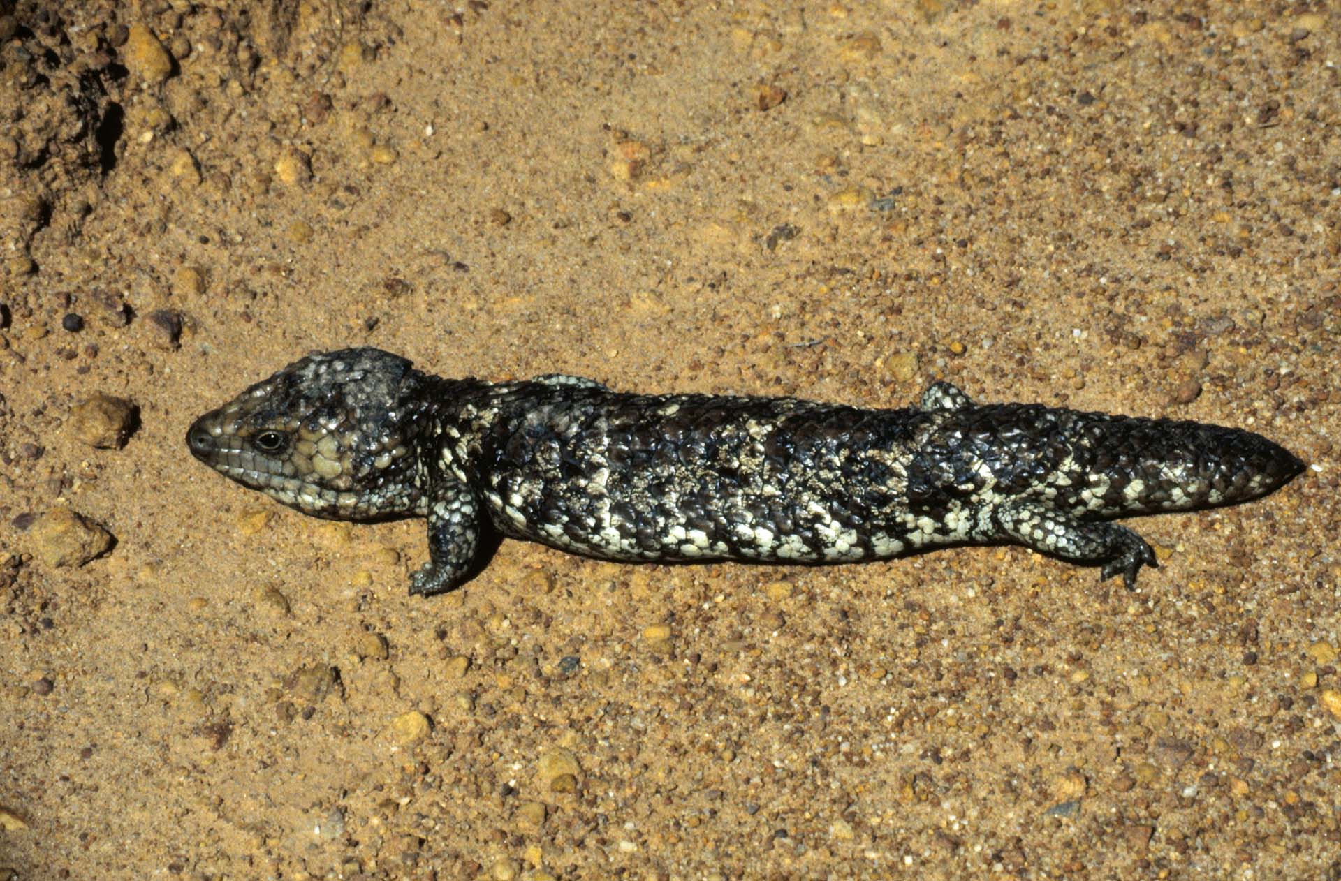 Echse, vermutlich harmlos