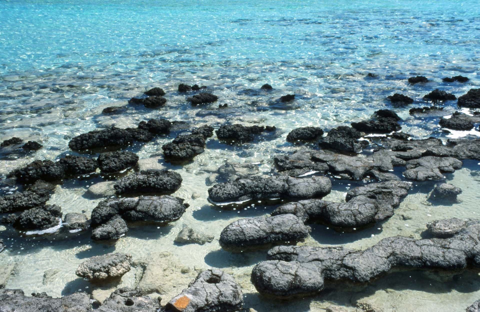 Lebende Stromatolithen im Hamelin Pool, Shark Bay, WA