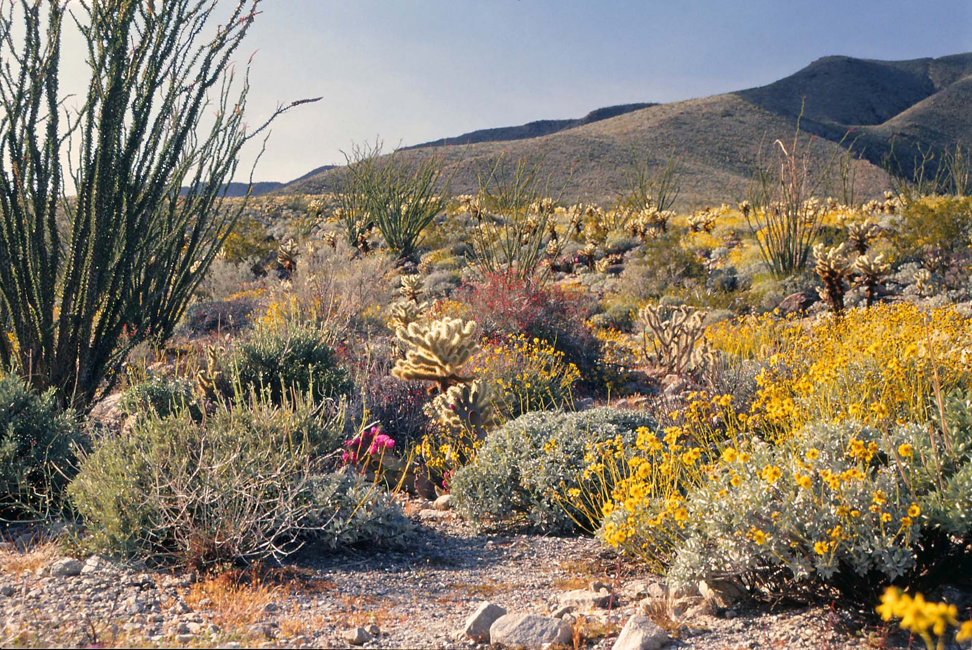 Südkalifornien - Frühjahrsblüte in der Anza Borrego Wüste.