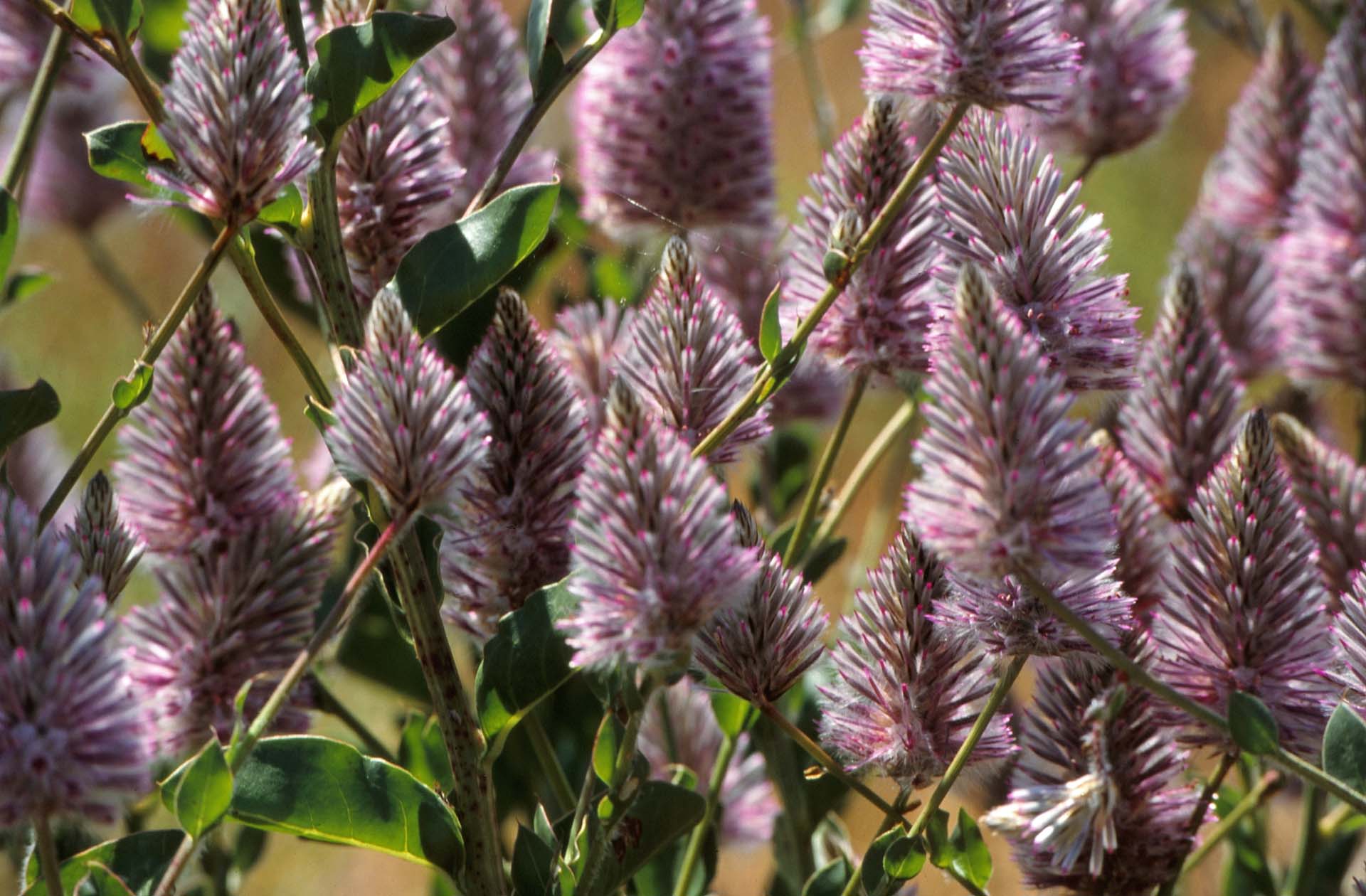 Westaustralische Frühjahrsblüte
