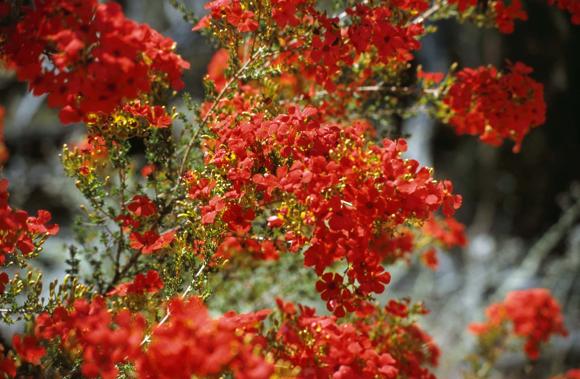 Westaustralische Frühjahrsblüte