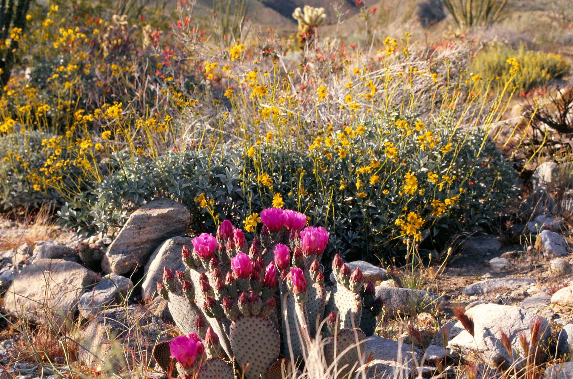 Südkalifornien - Blühende Kakteen in der Anza Borrego Wüste.