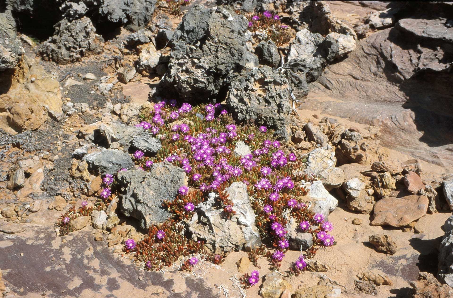Vegetation im Kalbarri Nationalpark