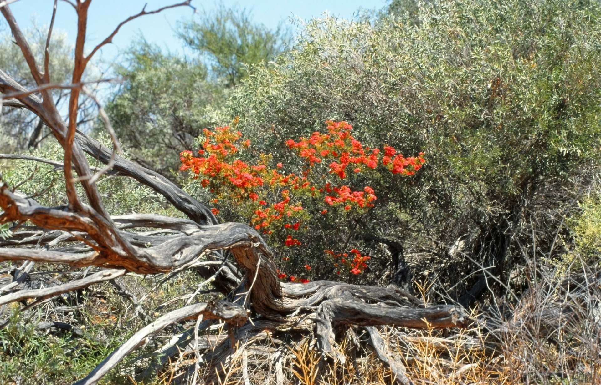 Westaustralische Frühjahrsblüte