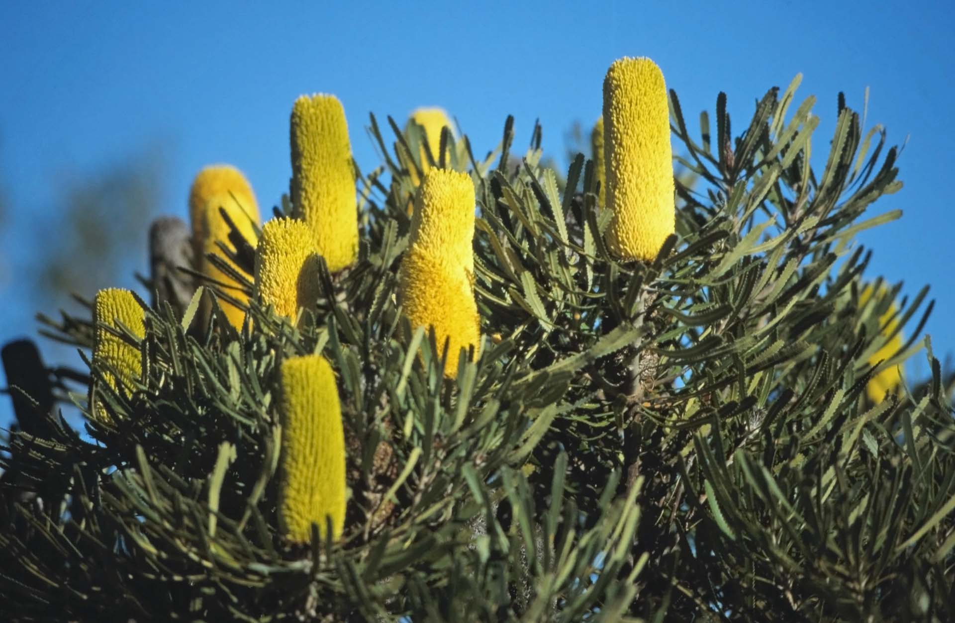 Banksien, benannt nach dem Botankier Sir Joseph Banks, der James Cook aus seiner Weltumsegelung begleitete.