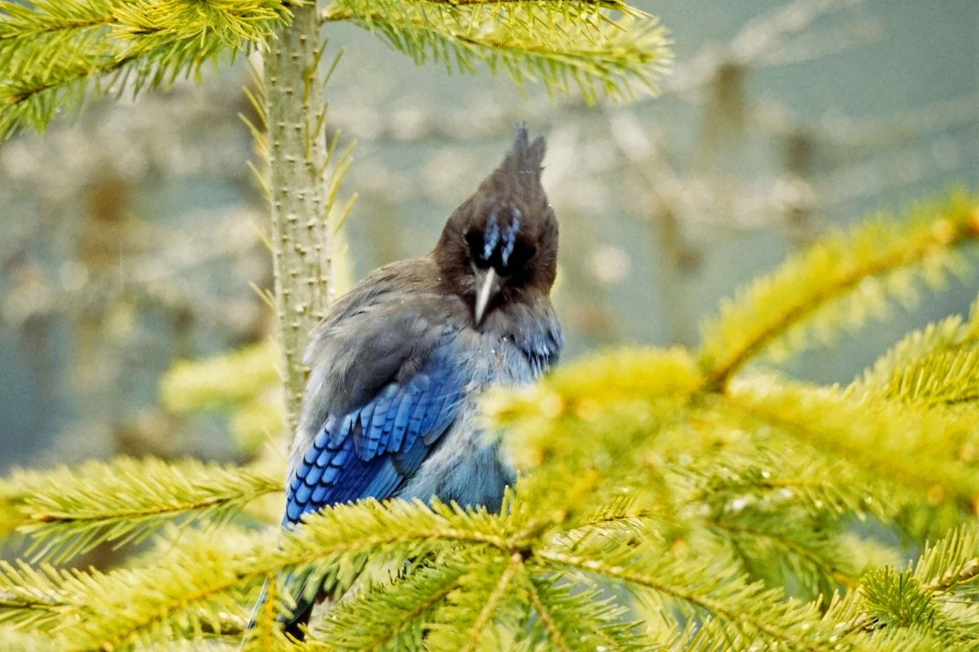 Eisvogel im Regenwald von Vancouver Island