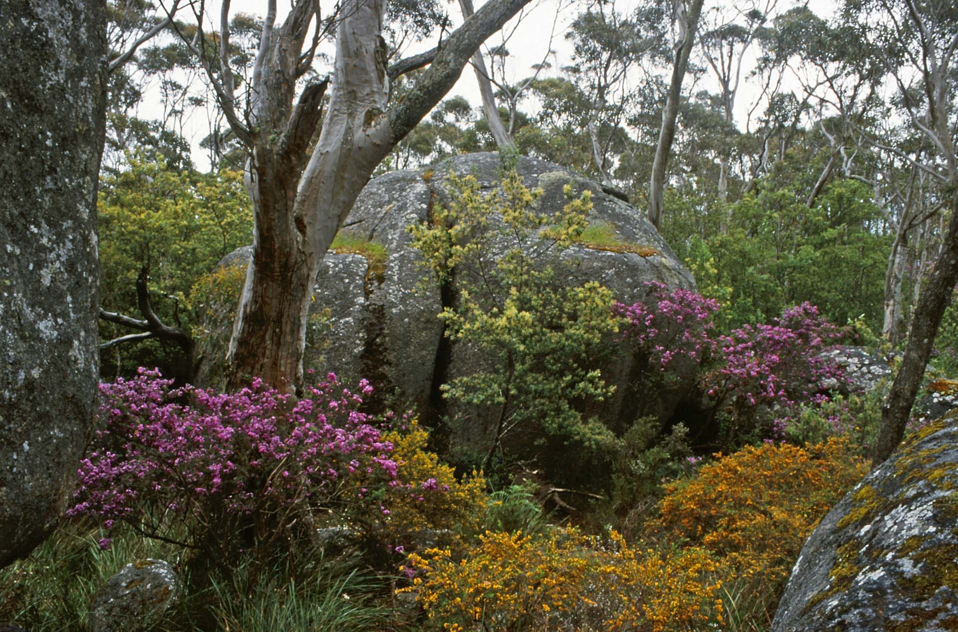 Porongurup NP, WA