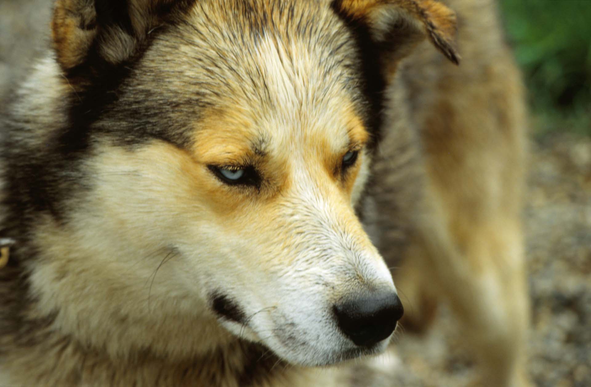 Denali Nationalpark, Alaska - Der Husky wartet auf seinen Einsatz