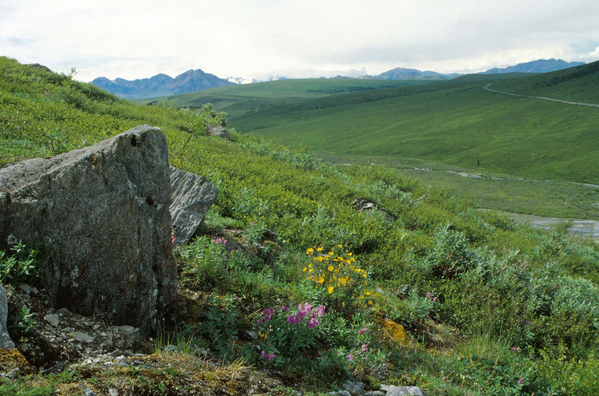 Im Denali Nationalpark, Alaska