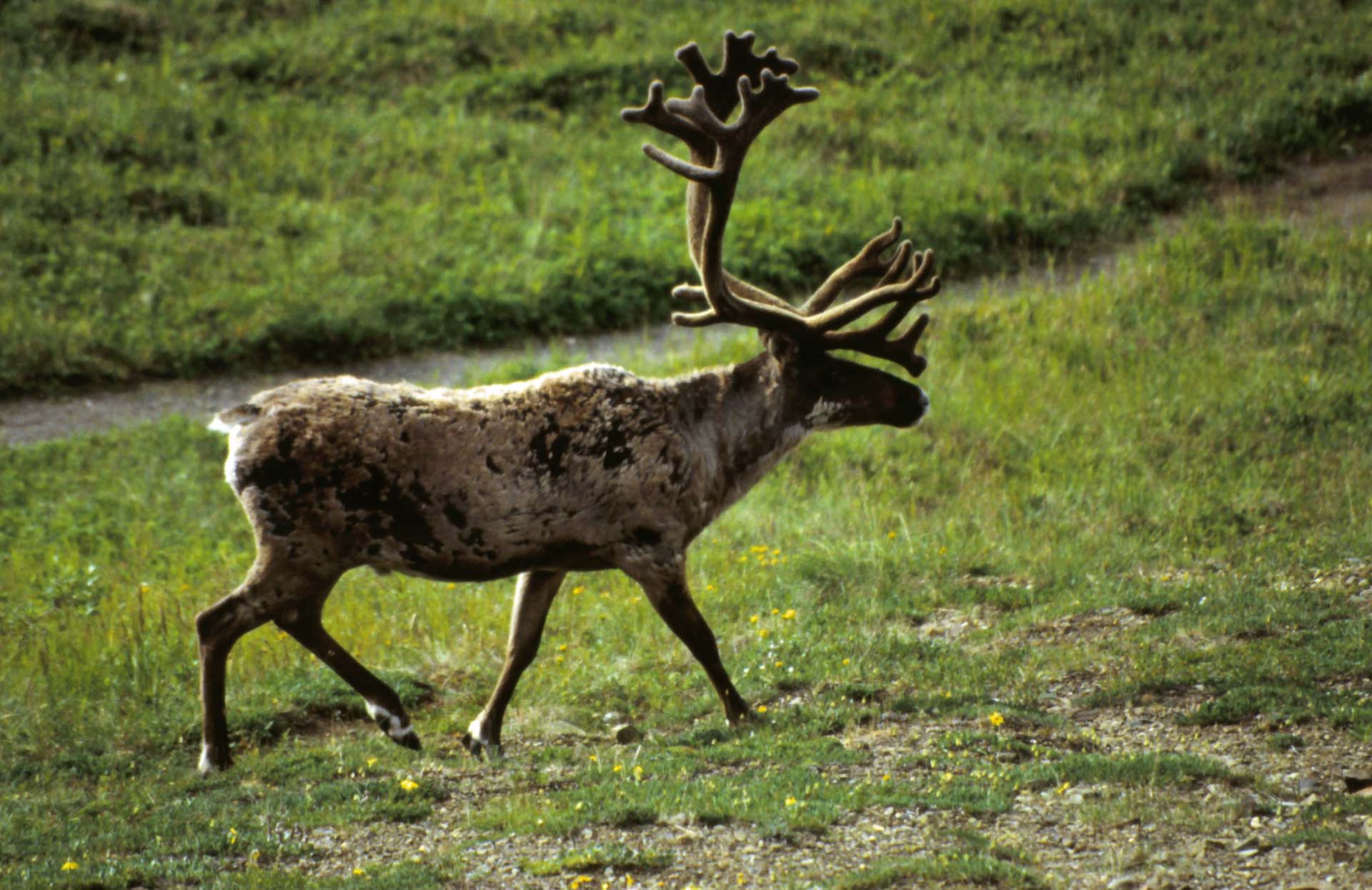 Karibu im Denali Nationalpark, Alaska