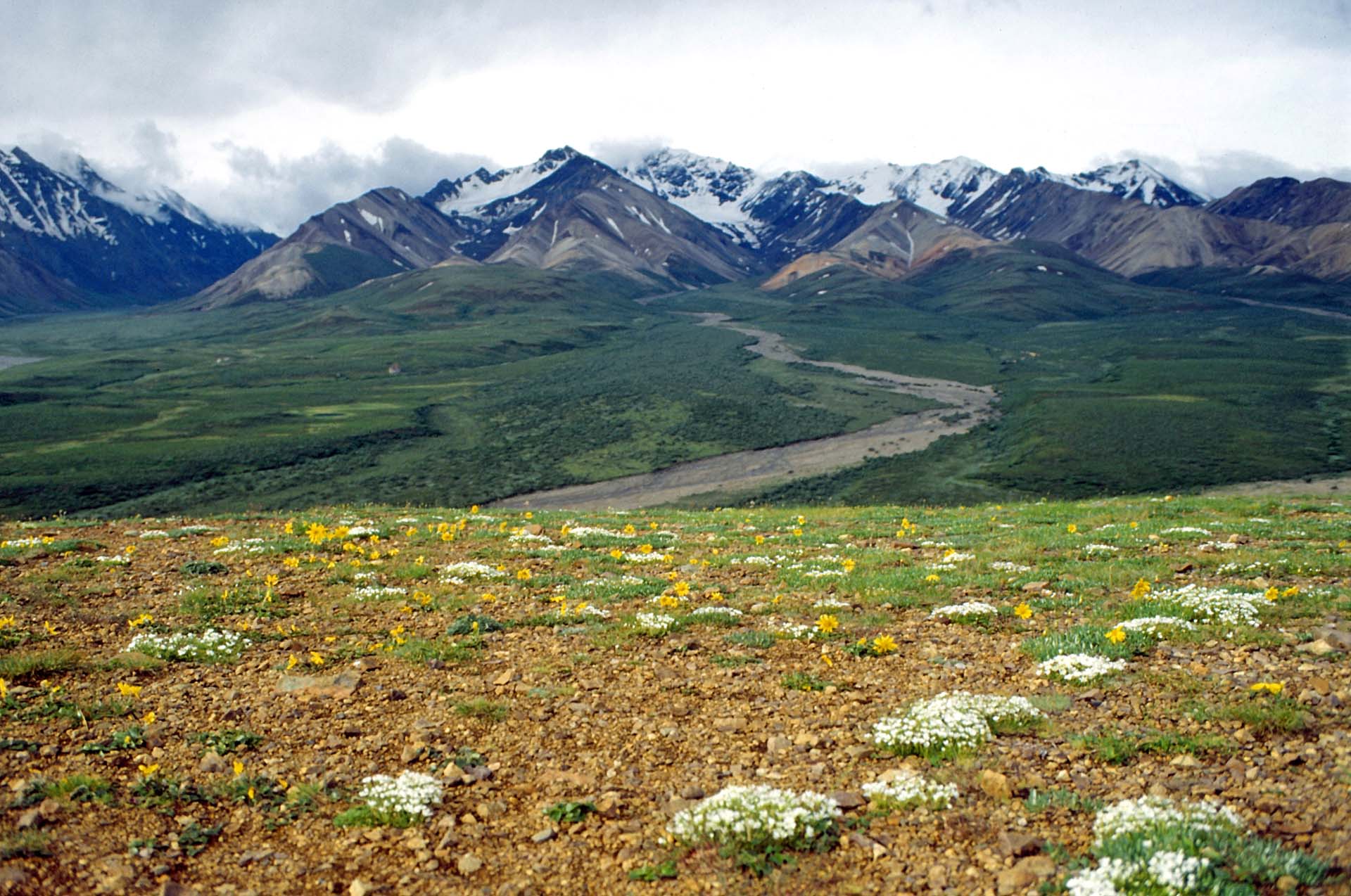 Im Denali Nationalpark, Alaska