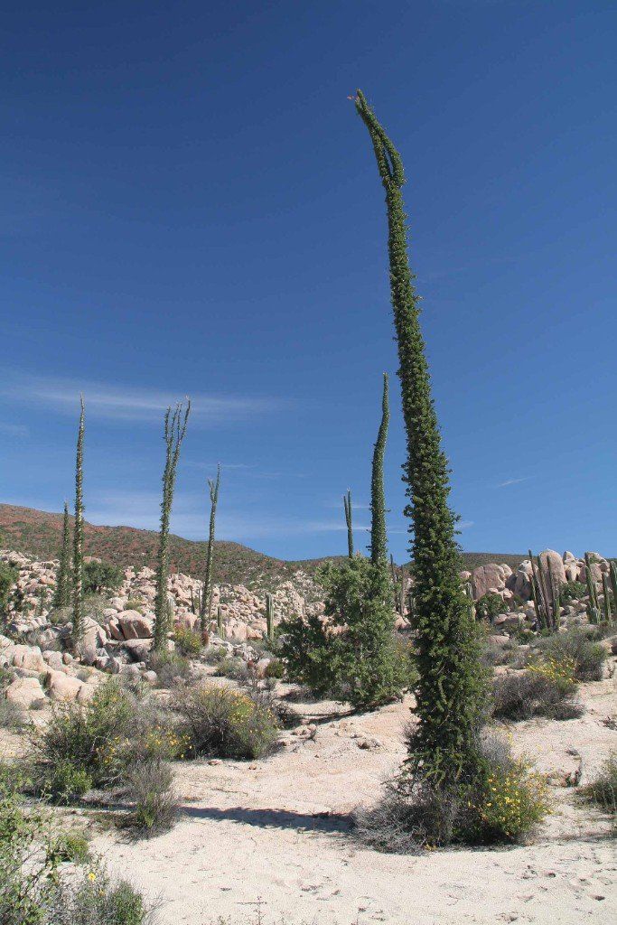 Parque Natural del Desierto Central de Baja California - Auch den Cirio gibt es nur in der Baja