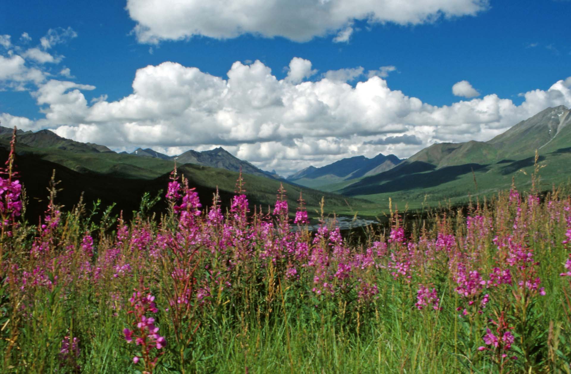 Yukon Territorium am Dempster Highway - Die Tombstone Mountains