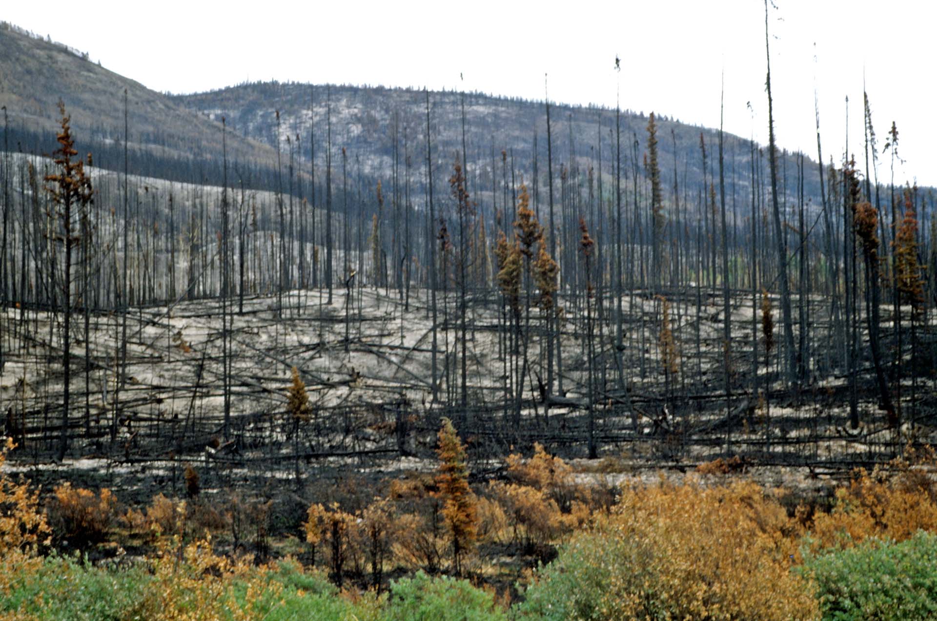Waldbrände gehören zum kanadischen Sommer