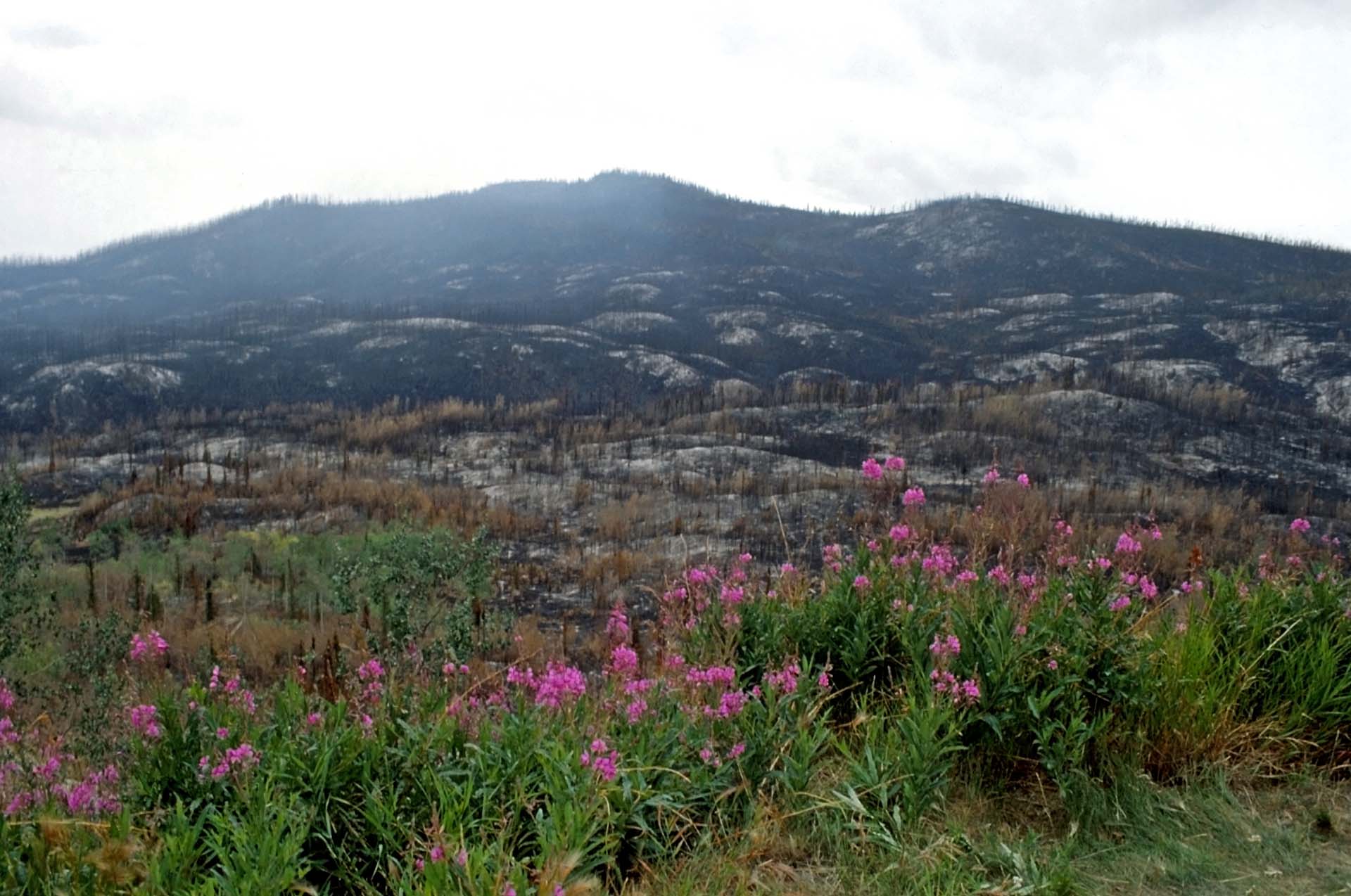 Rosa Fire Weed besiedelt als erste Pflanze die abgebrannten Flächen