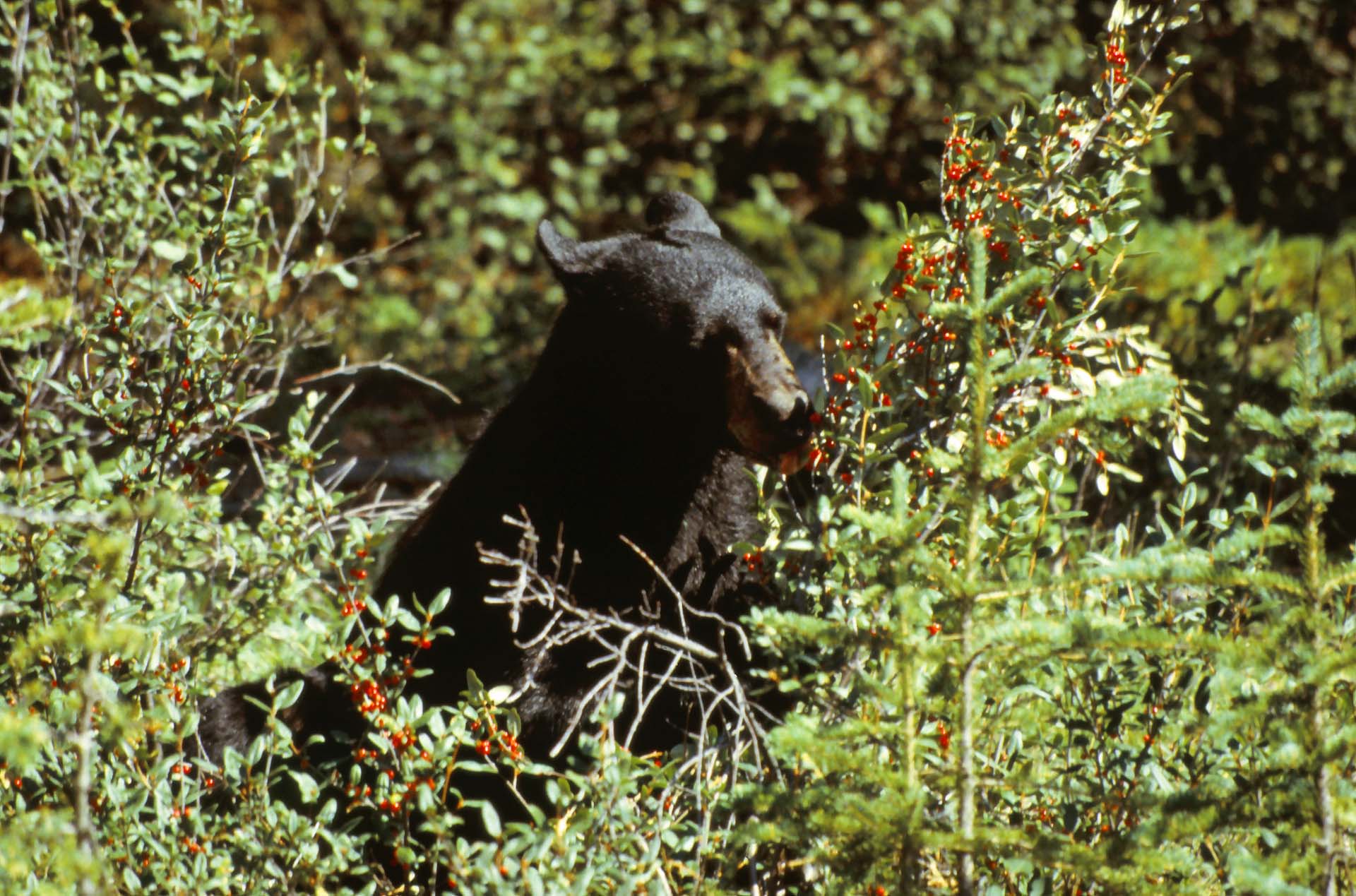 Jasper Nationalpark Alberta, Trophäe einer leichtsinnigen Fotopirsch