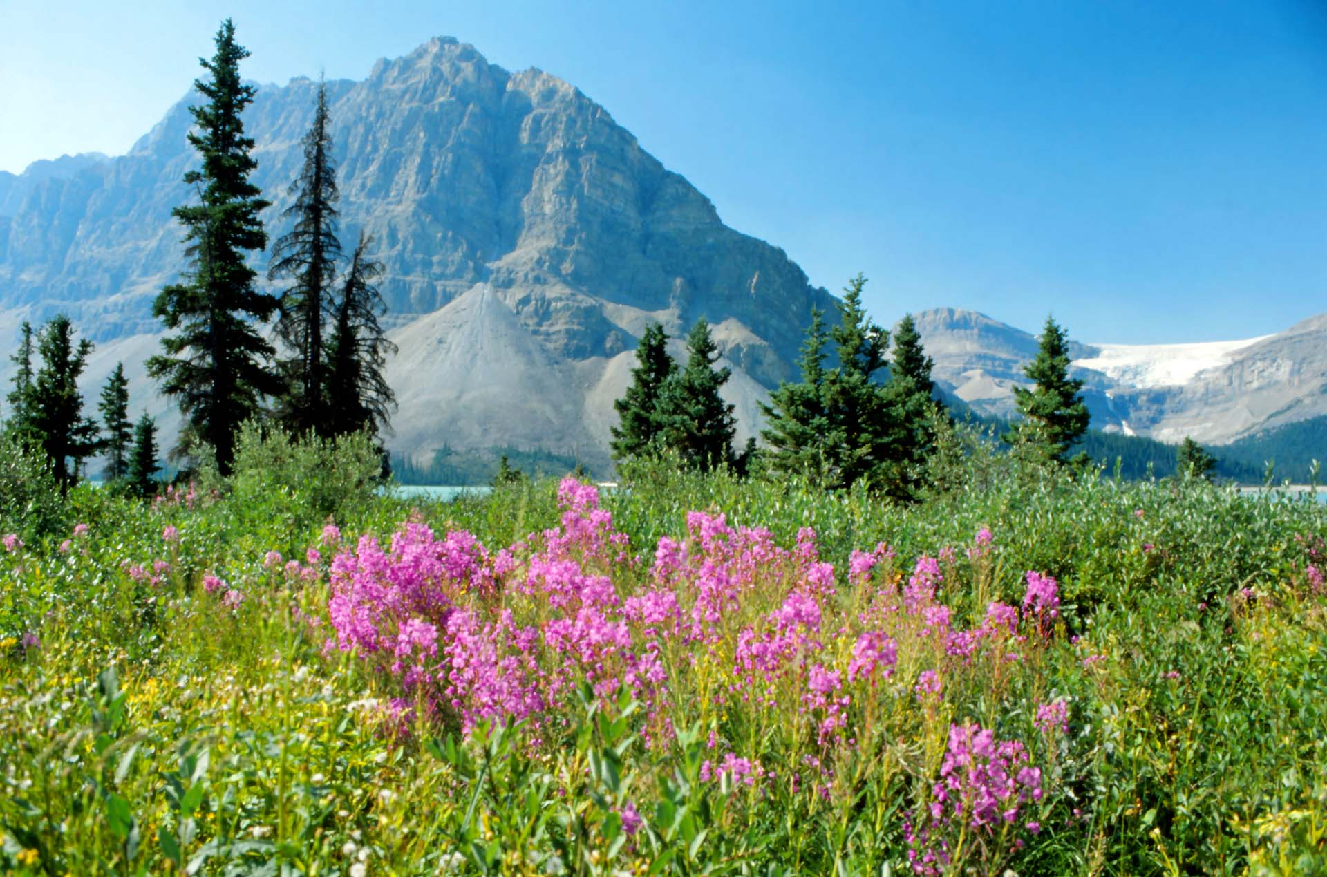 Am Icefield Parkway, Alberta