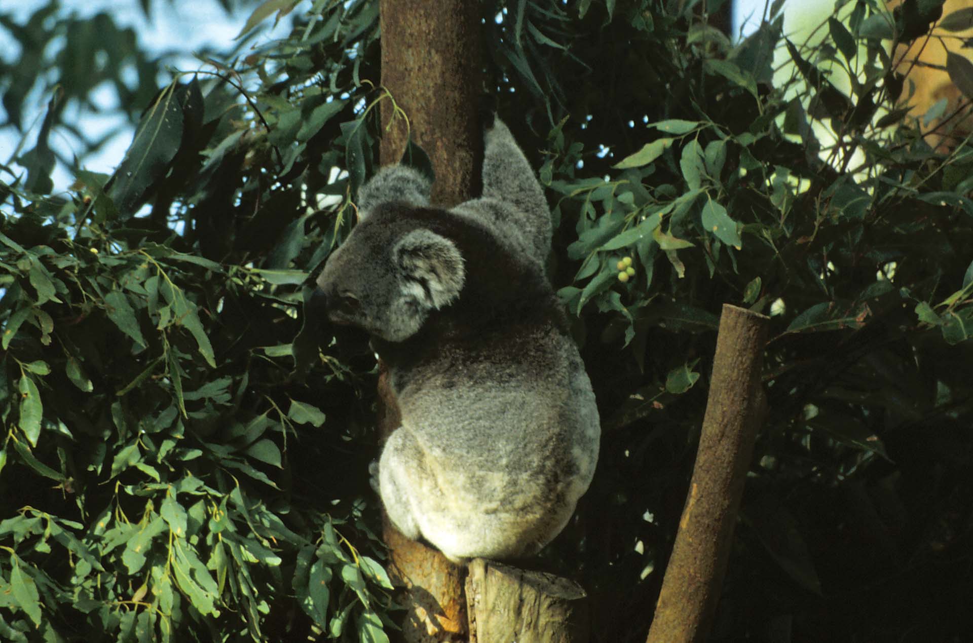 Koala - Ein Patient im Koala-Krankenhaus Port Macquarie, Queensland