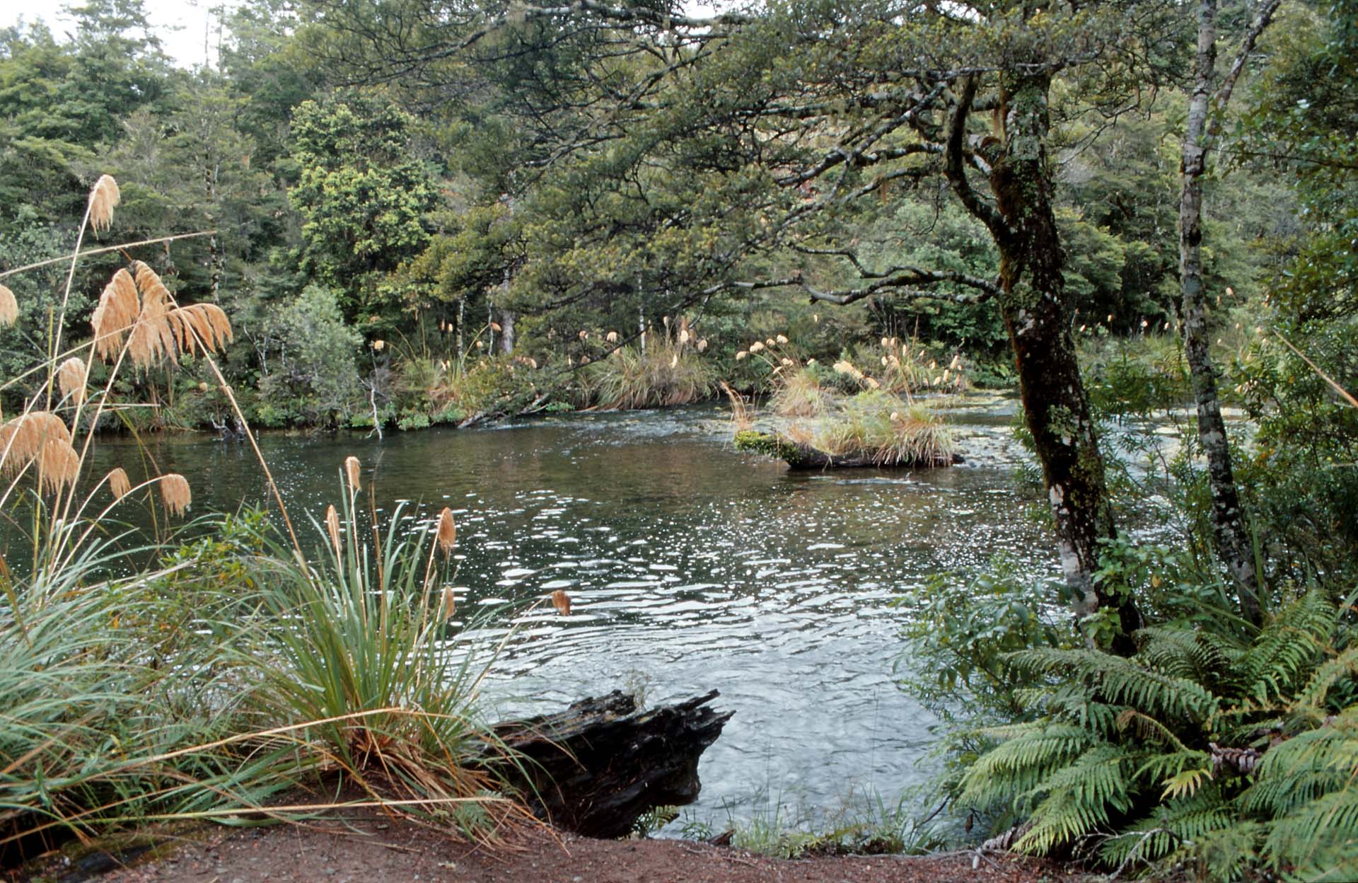 Im Urewera Nationalpark, Nordinsel NZ