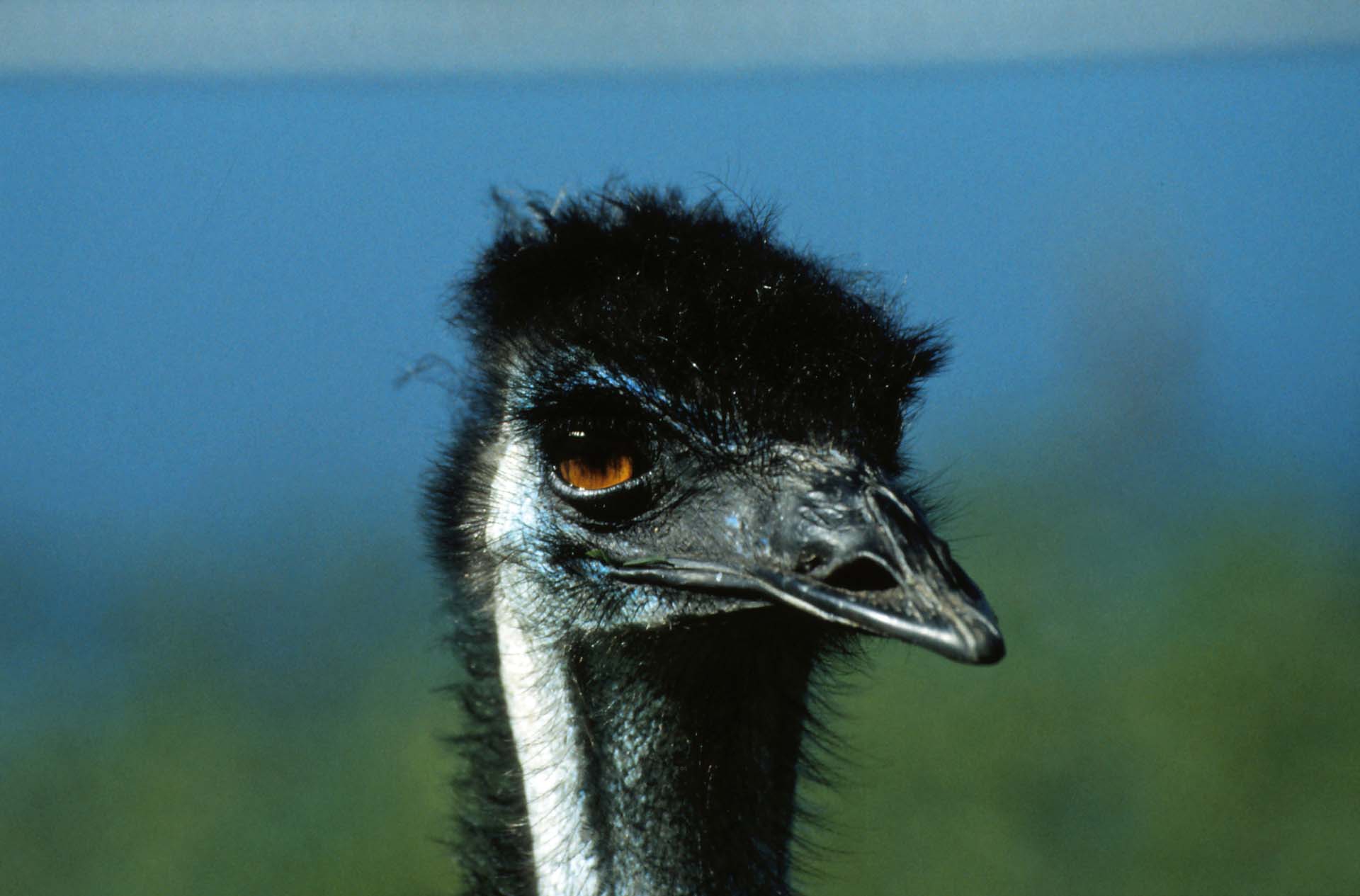 Emu