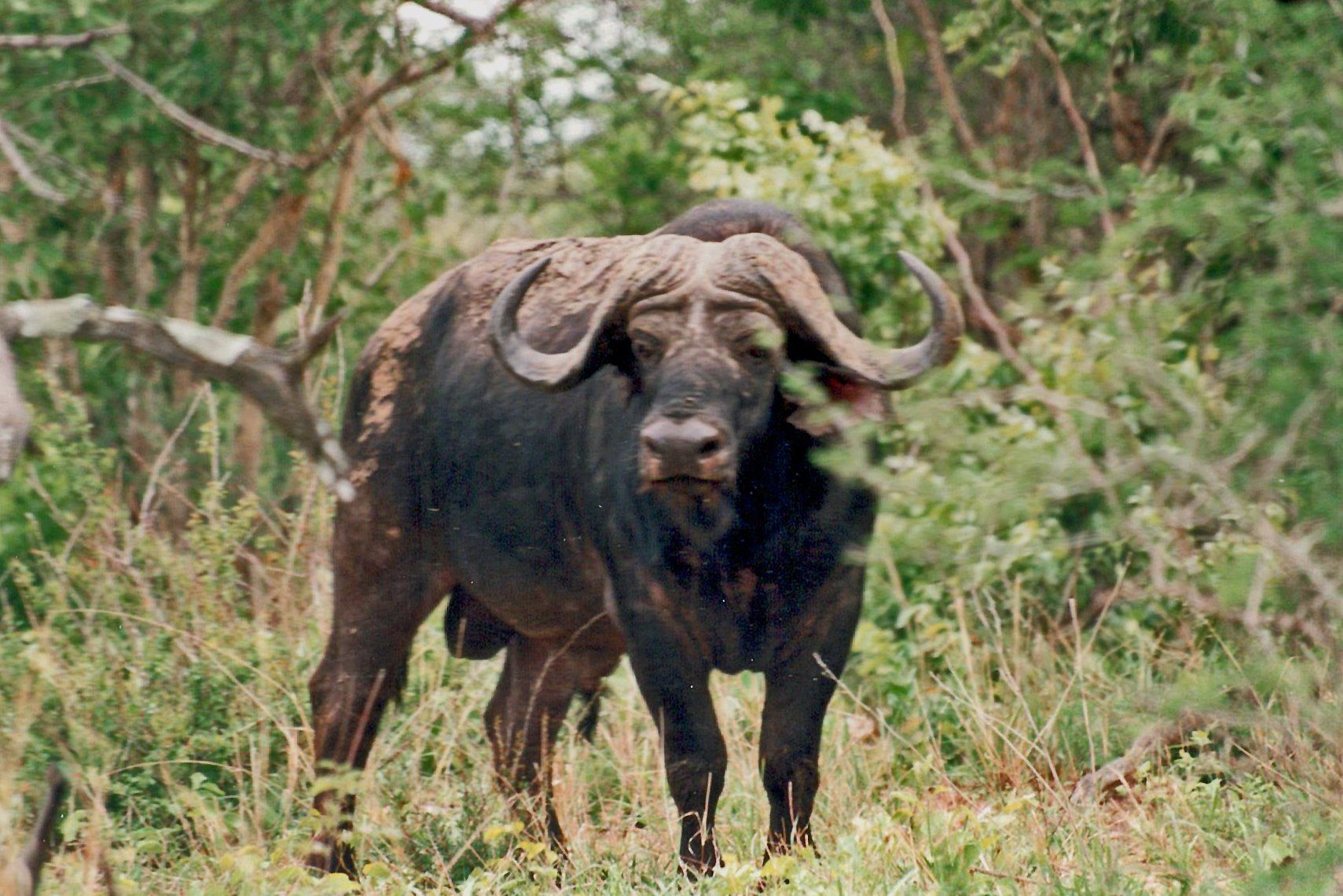 Büffel im Chobe Nationalpark, Botswana