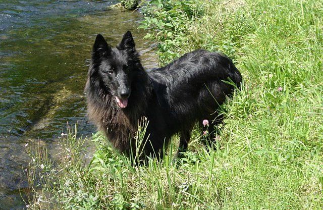 Link zum Deutschen Klub für Belgische Schäferhunde Groenendael, Belgischer Schäferhund, Deutscher Klub für Belgische Schäderhunde