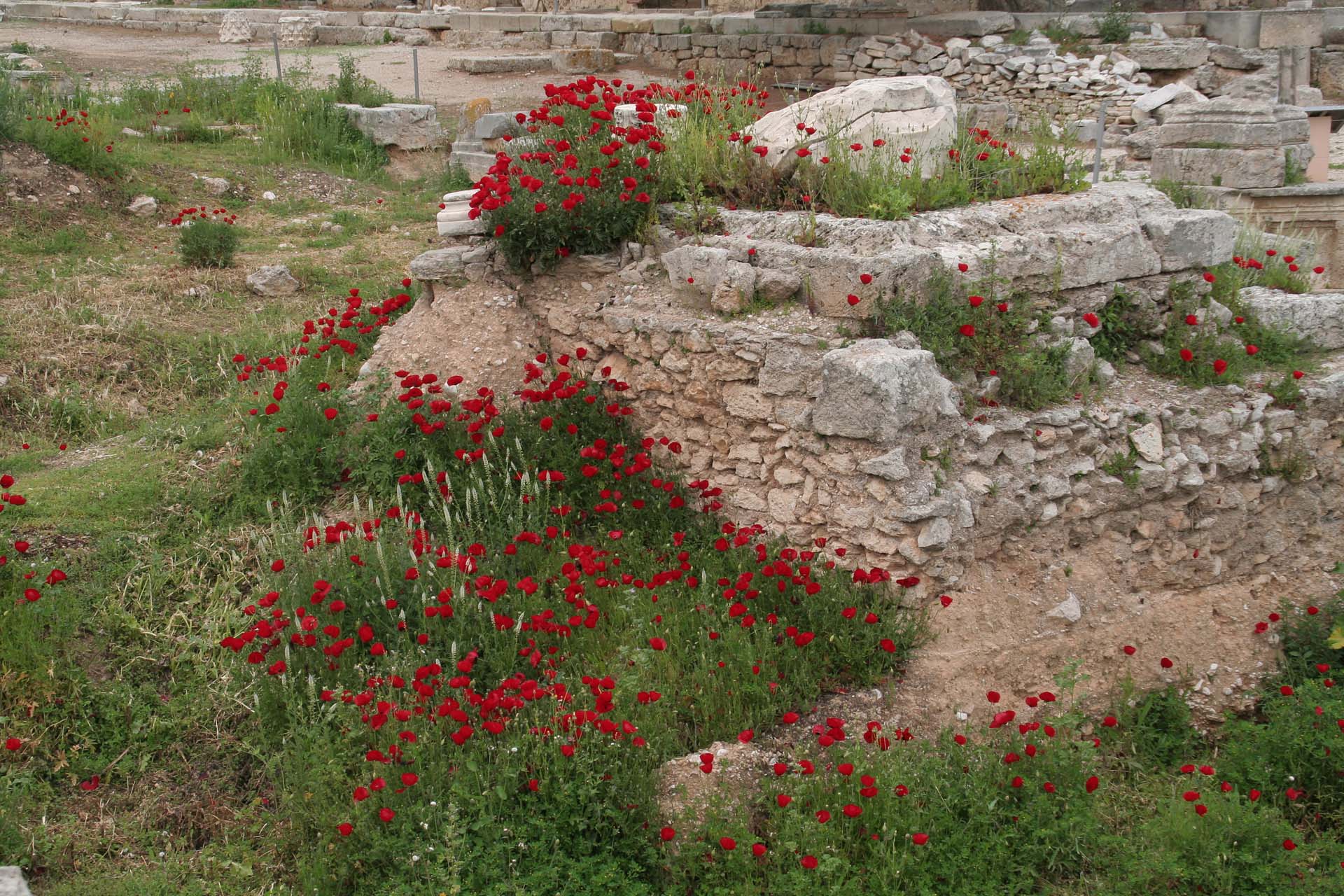 Peloponnes - Wildblumen haben Alt Korinth erobert