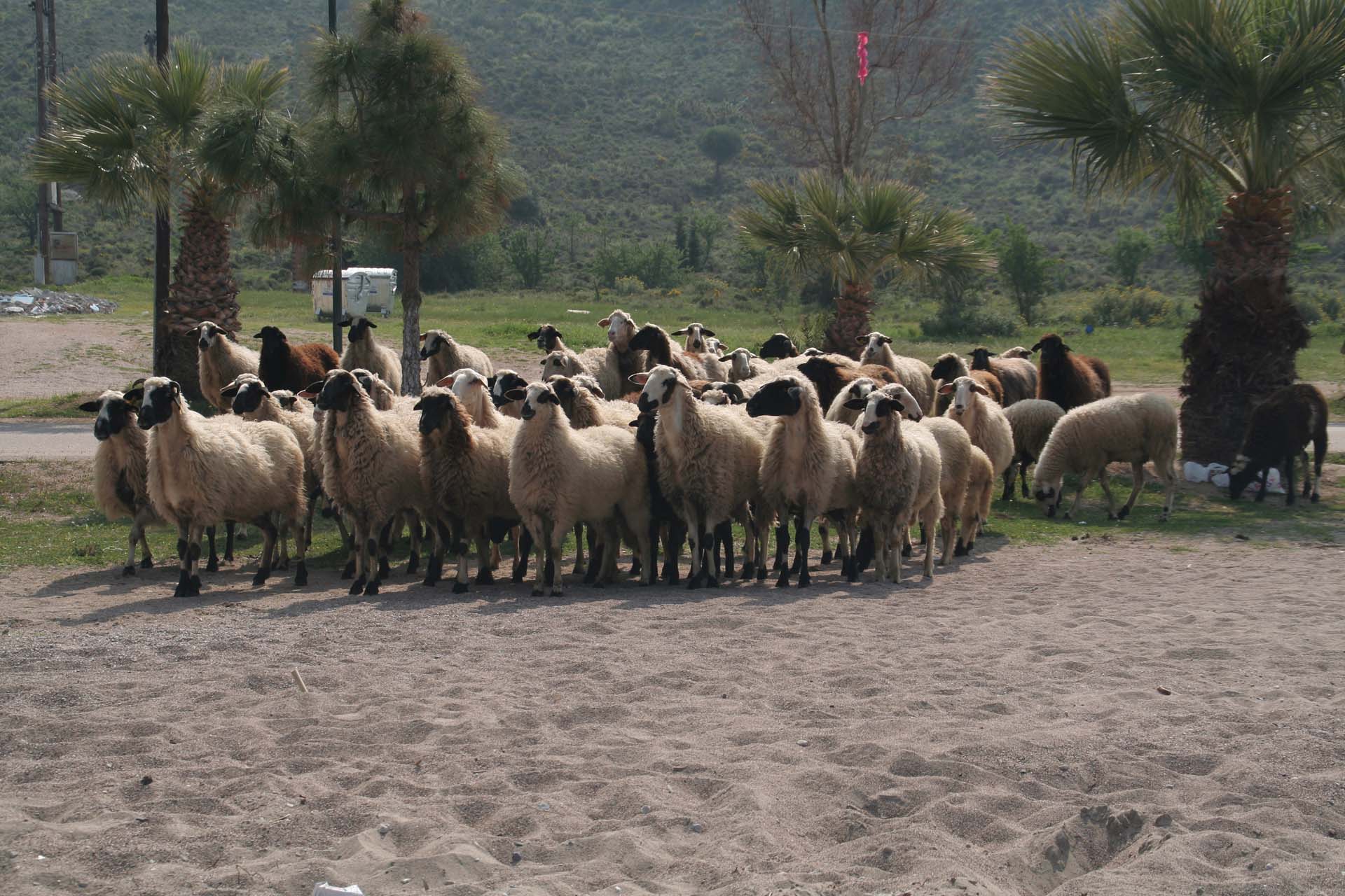 Der Strand von Nafplio