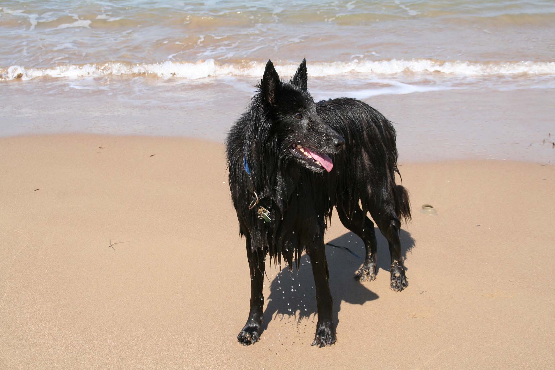 Kyllini Beach - Unser Hund hatte hier mächtig Spaß
