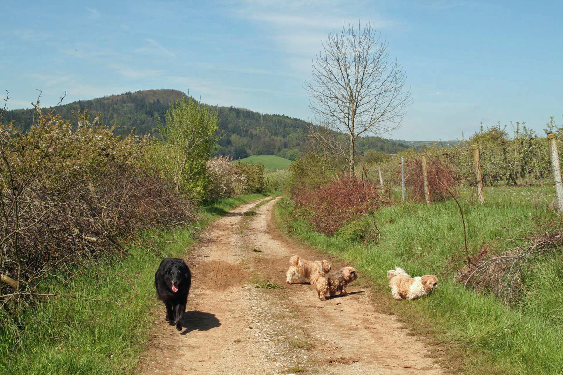 Große und kleine Vierbeiner wissen die schönen Wege auch zu schätzen