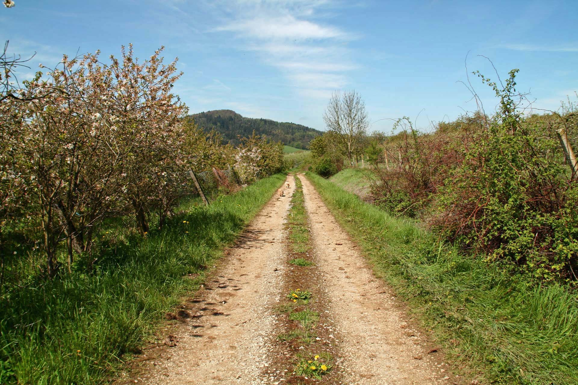 Obstplantagen am Fuß des Eberhardsbergs bei Igensdorf
