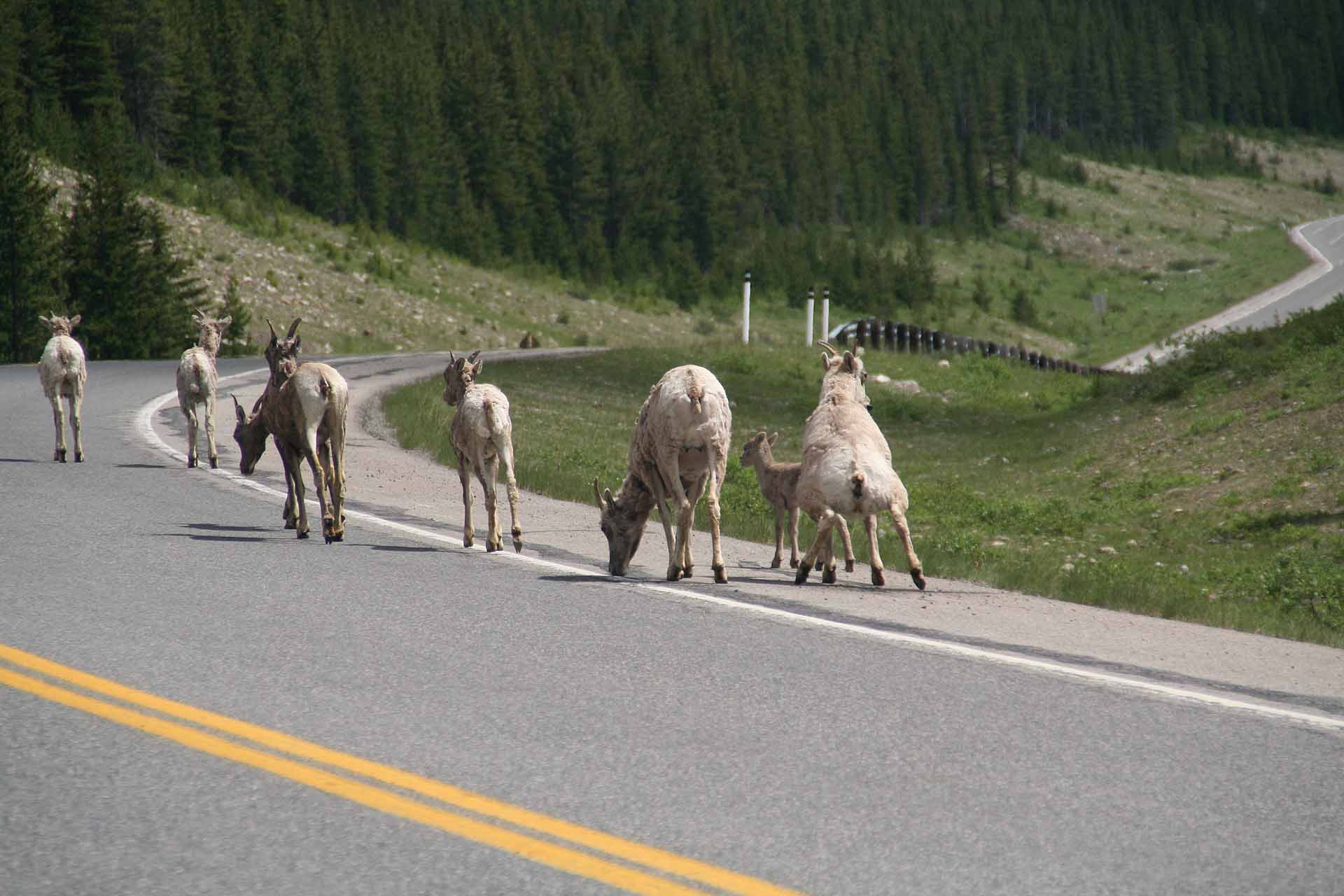 Alberta - Tierischer Verkehr am Kananaskis Trail