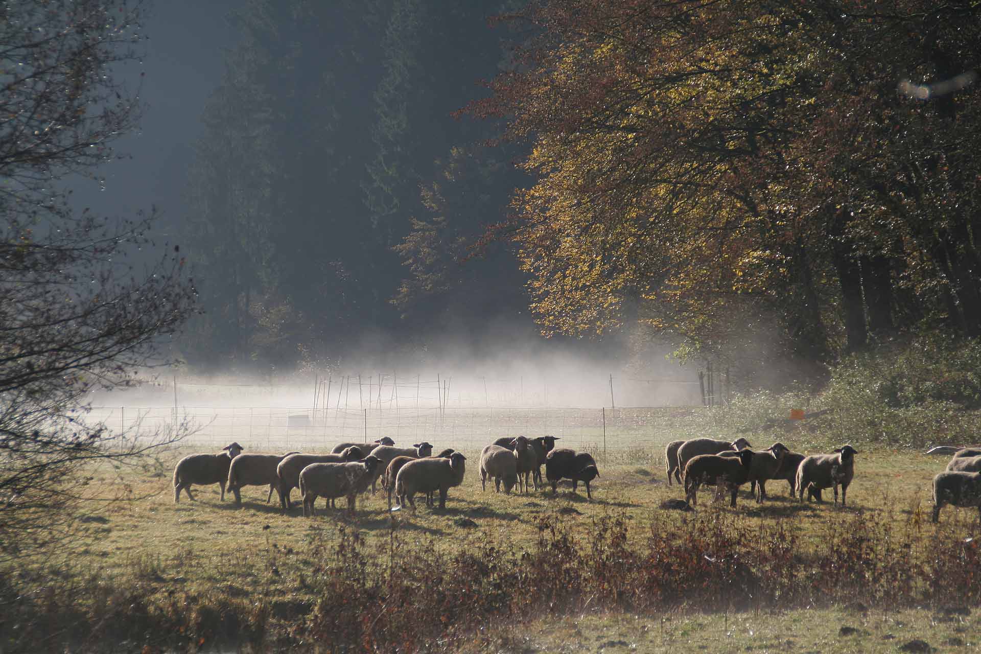 Morgennebel im Aufseßtal