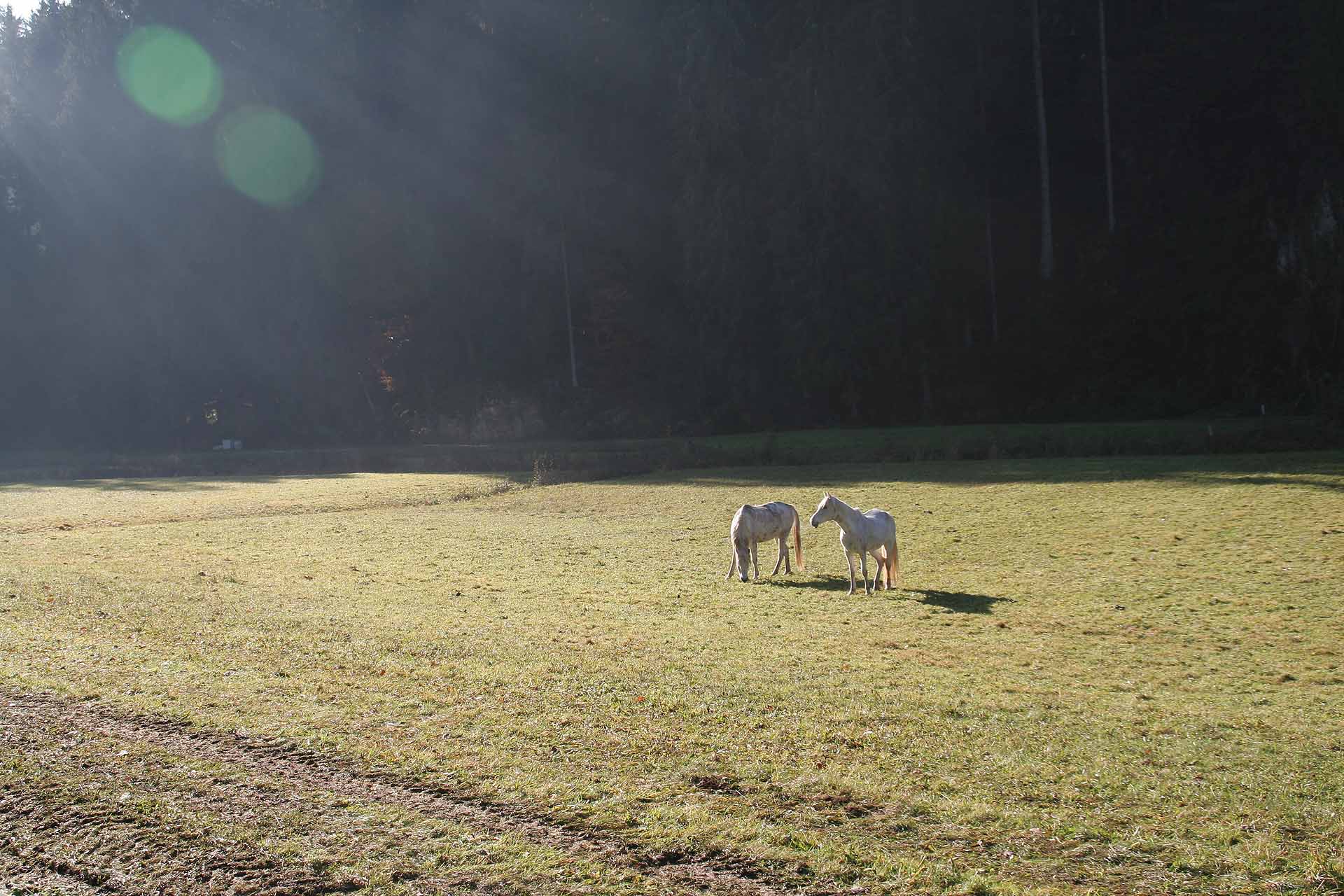 Morgennebel im Aufseßtal