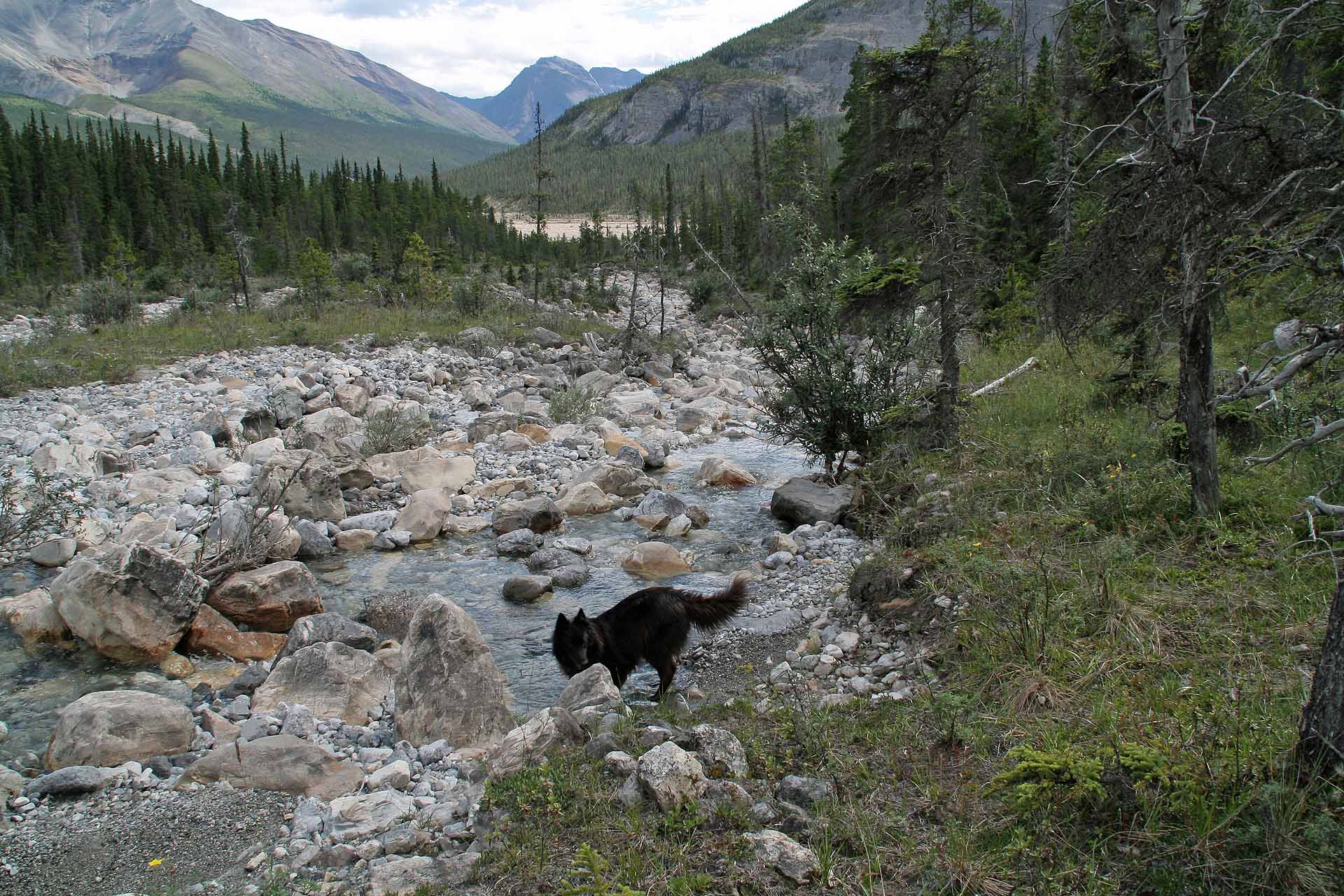 Am Alaska Highway kann sich unser Hund austoben