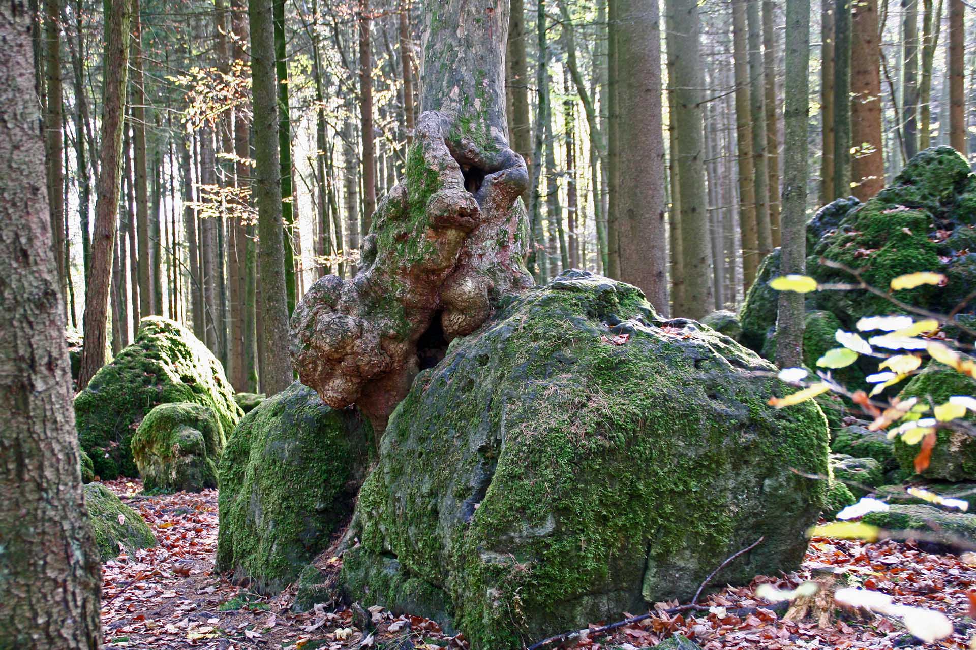 Im Dridenhain bei Wohlmannsgesees
