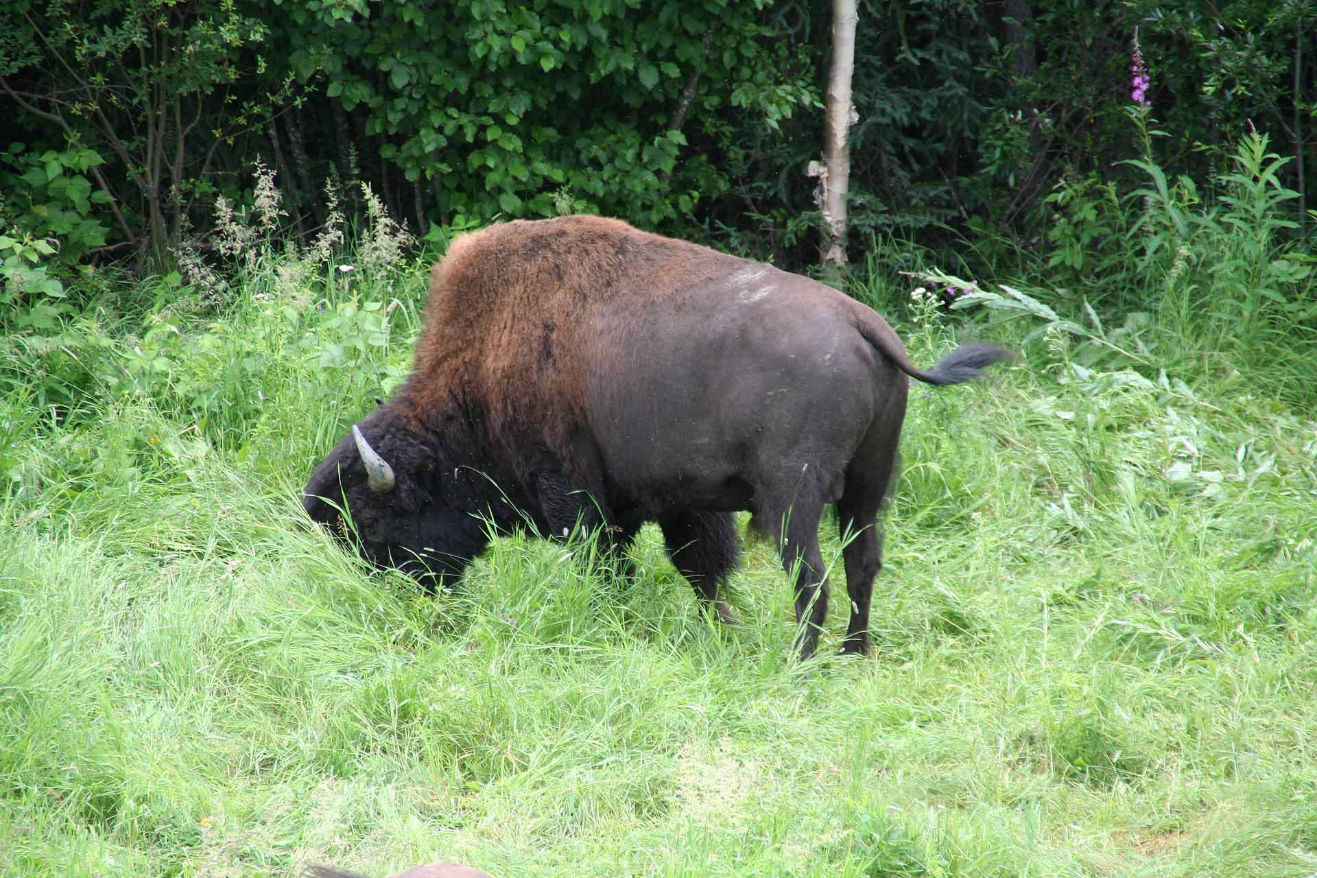 Büffel grasen seelenruhig neben dem Alaska Highway
