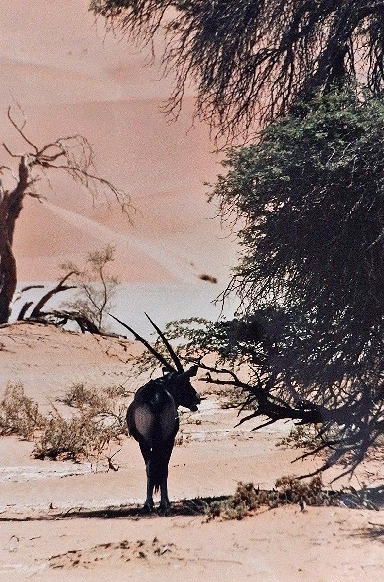 Oryxantilope im Sossusvlei, Namibia