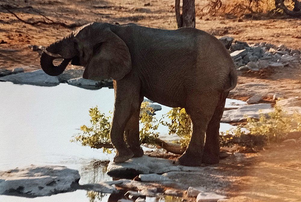 Etosha-Pfanne Namibia, Elefant am Wasserloch
