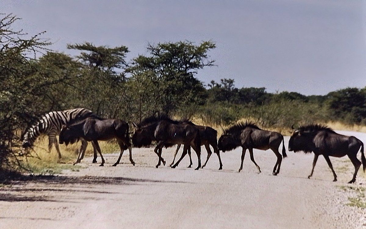 Gnus in der Etosha-Pfanne, Namibia