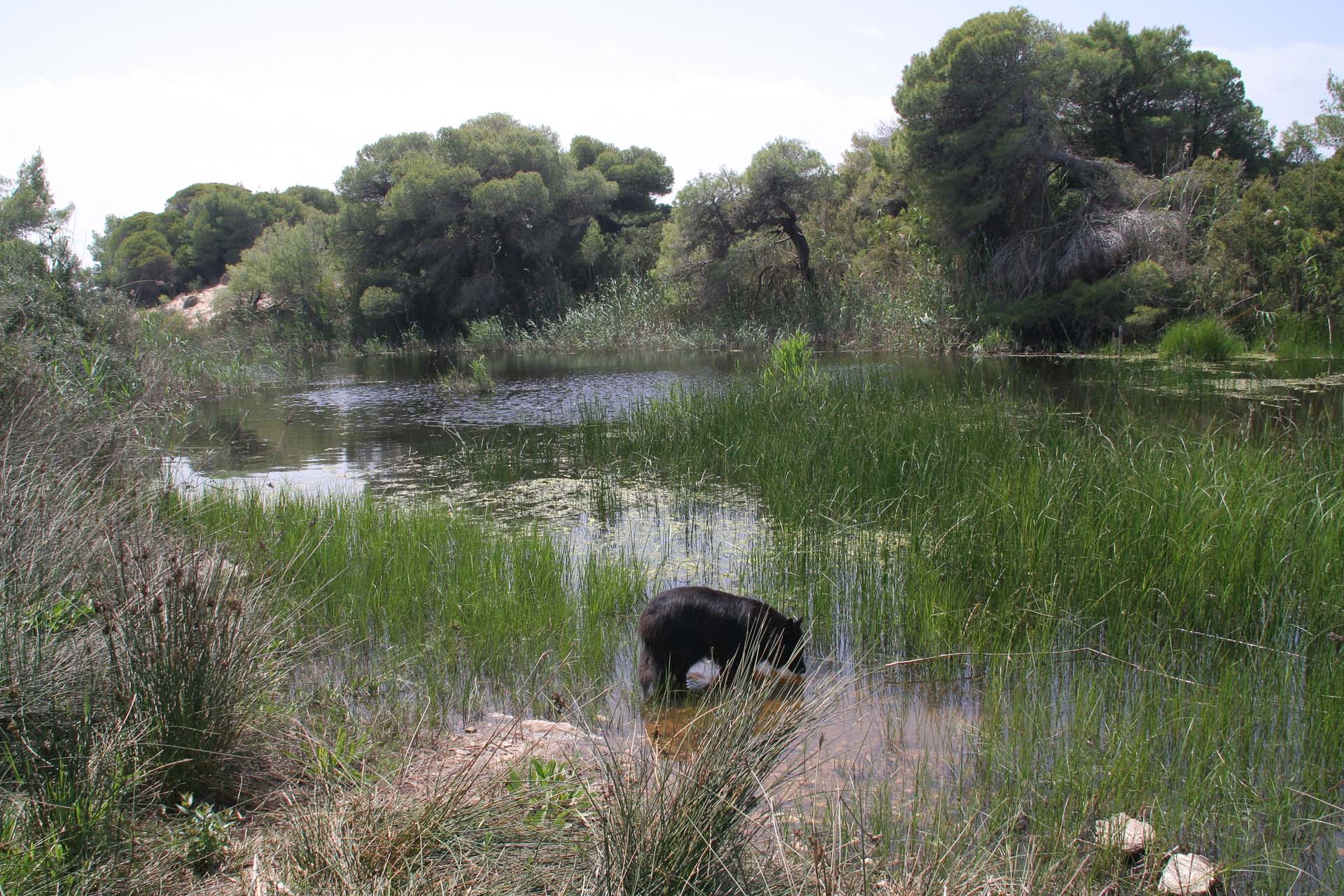 Kalogria - Die ausgedehnten Spaziergänge gefallen Zwei- und Vierbeinern