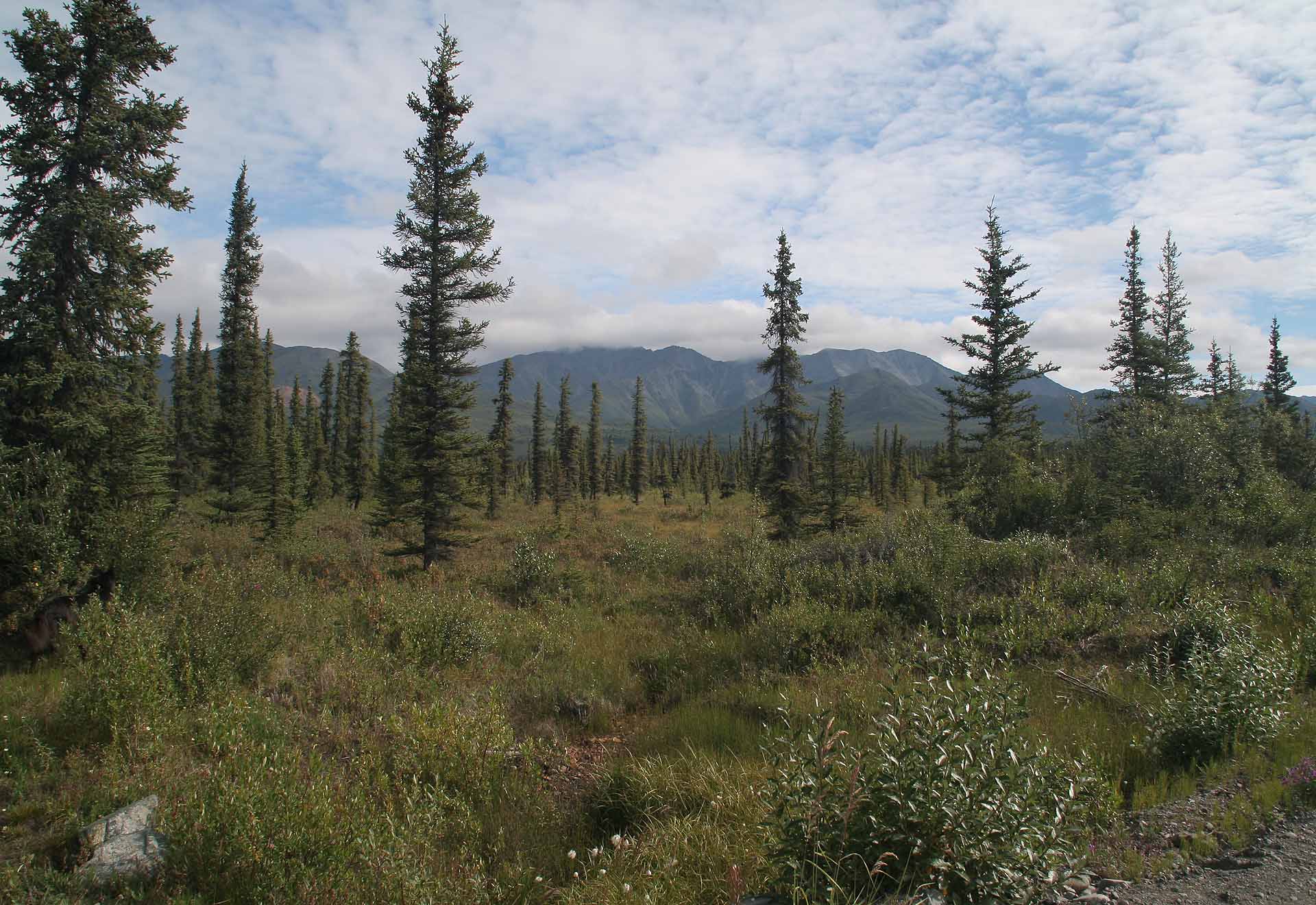 Borealer Fichtenwald, Alaska